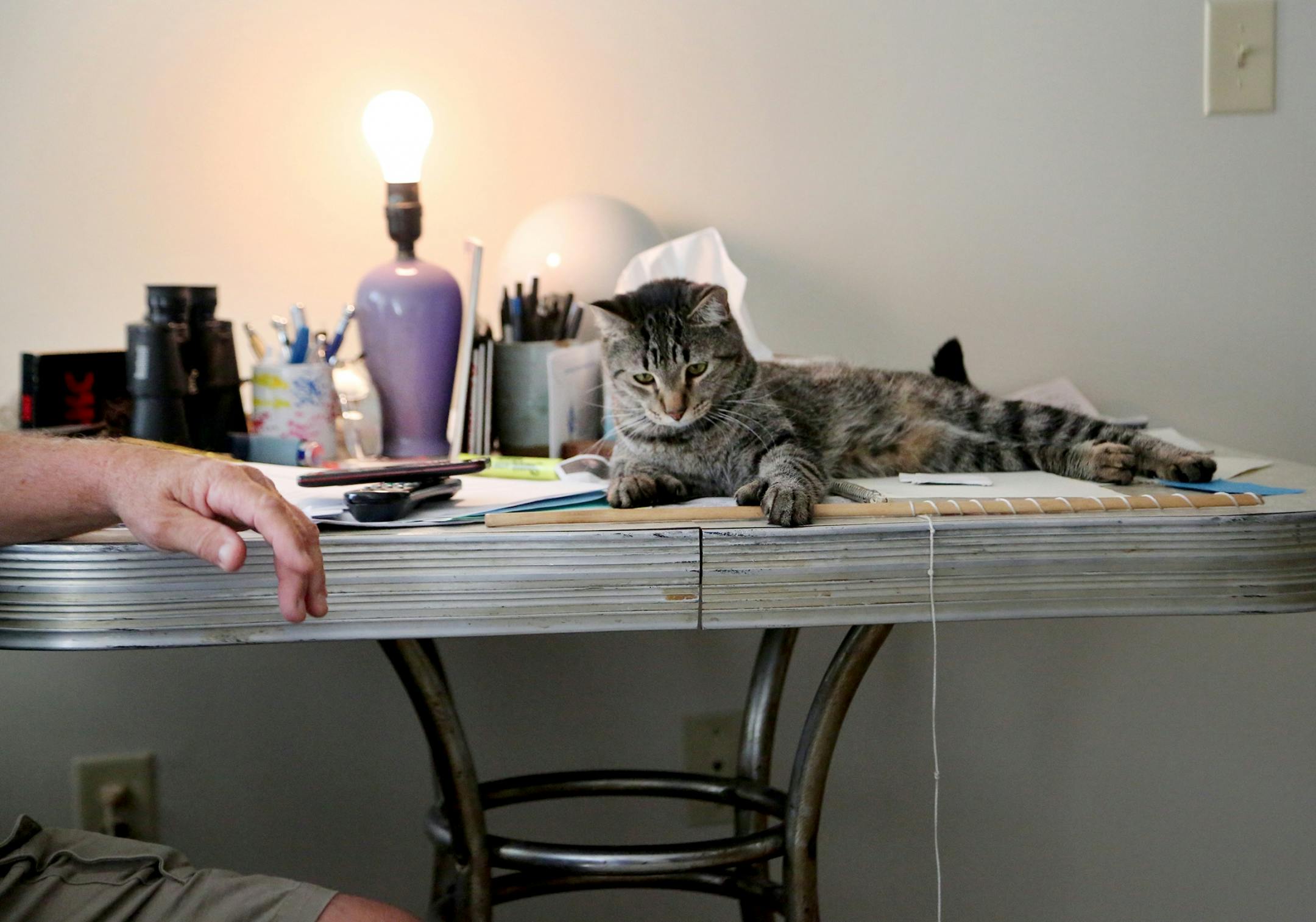For weeks, Bill McConnell couch surfed and slept in his car after he was forced out of his manufactured home in Lowry Grove, St. Anthony's only mobile home park that closed June 30. Now he got some public help getting an apartment and has moved into his northeast Minneapolis apartment.Here, McConnell was seen with his tabby cat Spotty, 2, whom he was separated from after leaving Lowry Grove until he got his apartment and seen Thursday, Aug. 31, 2017, in Minneapolis, MN.