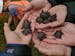 These are among the 11 Blanding's turtle hatchlings found in Lebanon Hills Regional Park in Eagan.