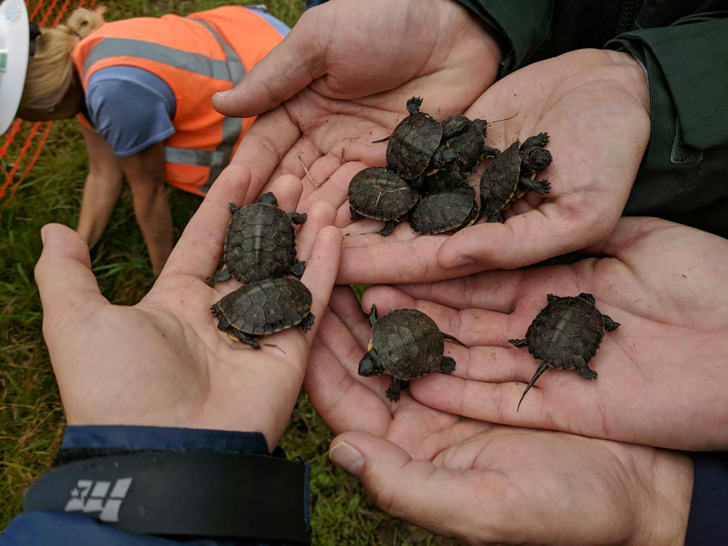 These are among the 11 Blanding's turtle hatchlings found in Lebanon Hills Regional Park in Eagan.