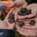 These are among the 11 Blanding's turtle hatchlings found in Lebanon Hills Regional Park in Eagan.