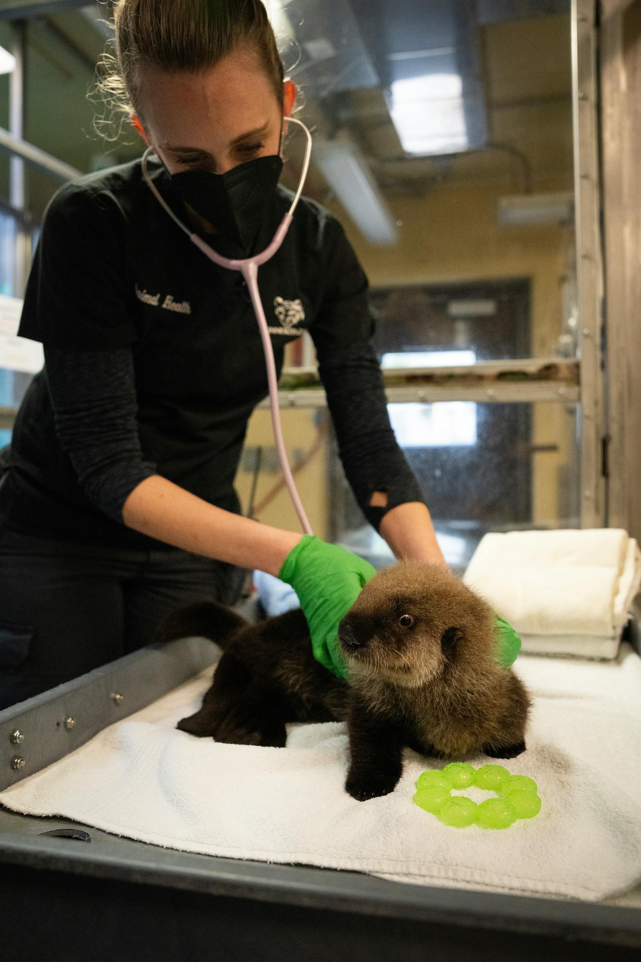 Dr. Annie Rivas examines Nuka the otter pup at the Minnesota Zoo in Apple Valley, Minn., on Wednesday, Oct. 25, 2023.
