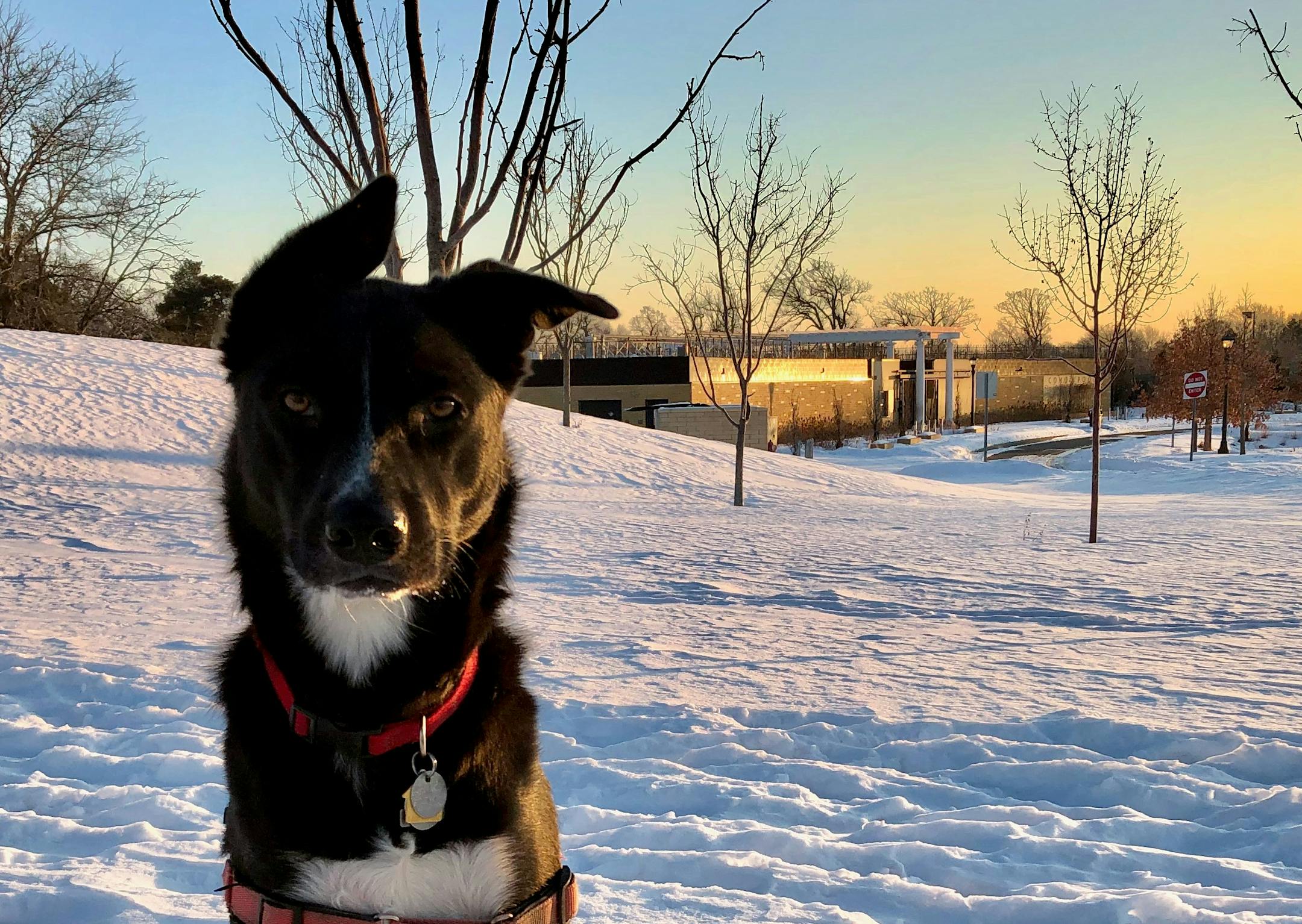 Morning winter walks with Angus are the best.