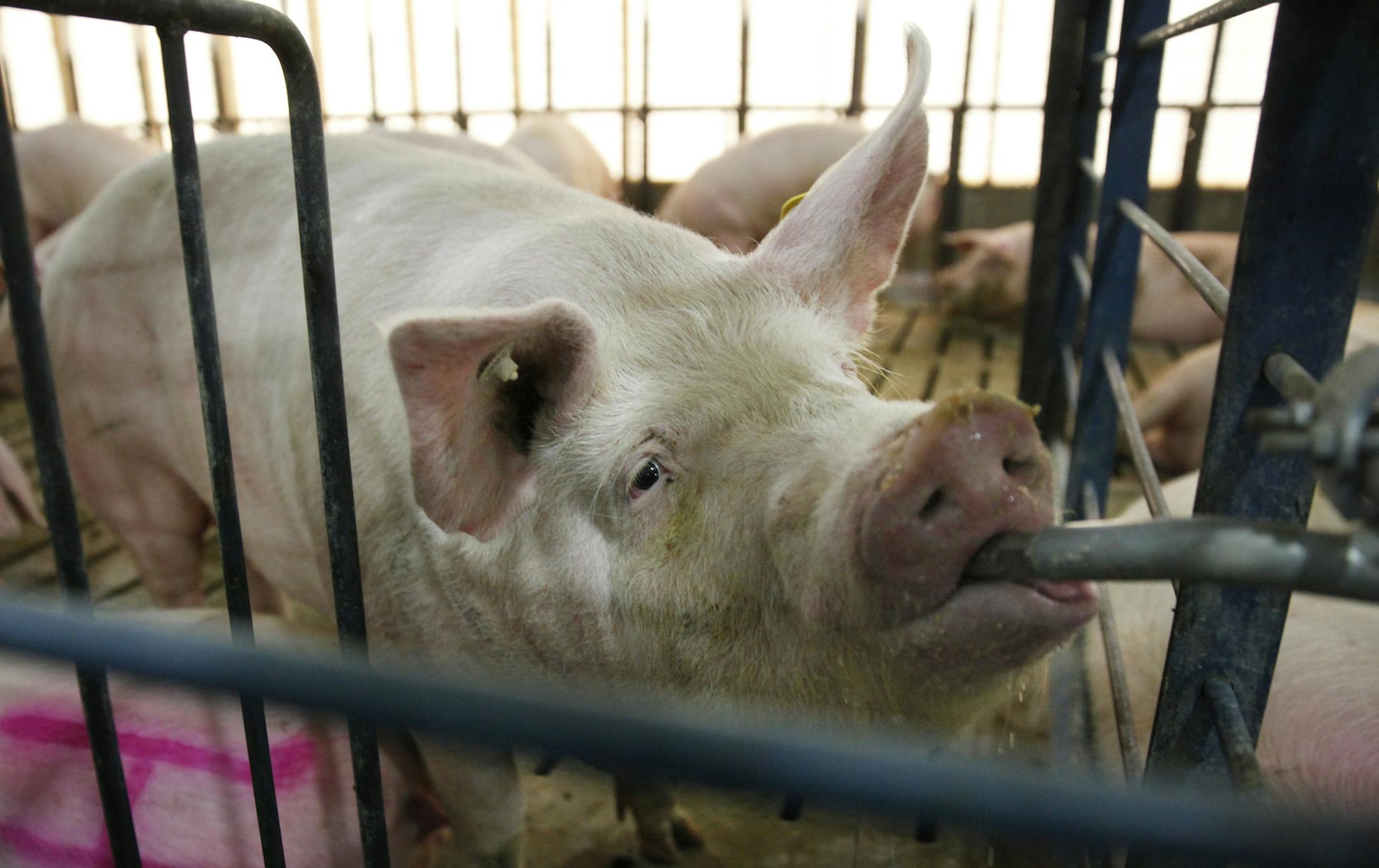 At the Cargill pig farm in Dalhart, Texas, the pigs enjoy group housing with relative freedom to socialize and drink water as they please. ]richard.tsong-taatarii/rtsong-taatarii@startribune.com