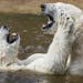 Four-year-old polar bears, brothers Gregor and Aleut, play in the water in early spring sunshine at their enclosure at the Zoo in Warsaw, Poland, on W