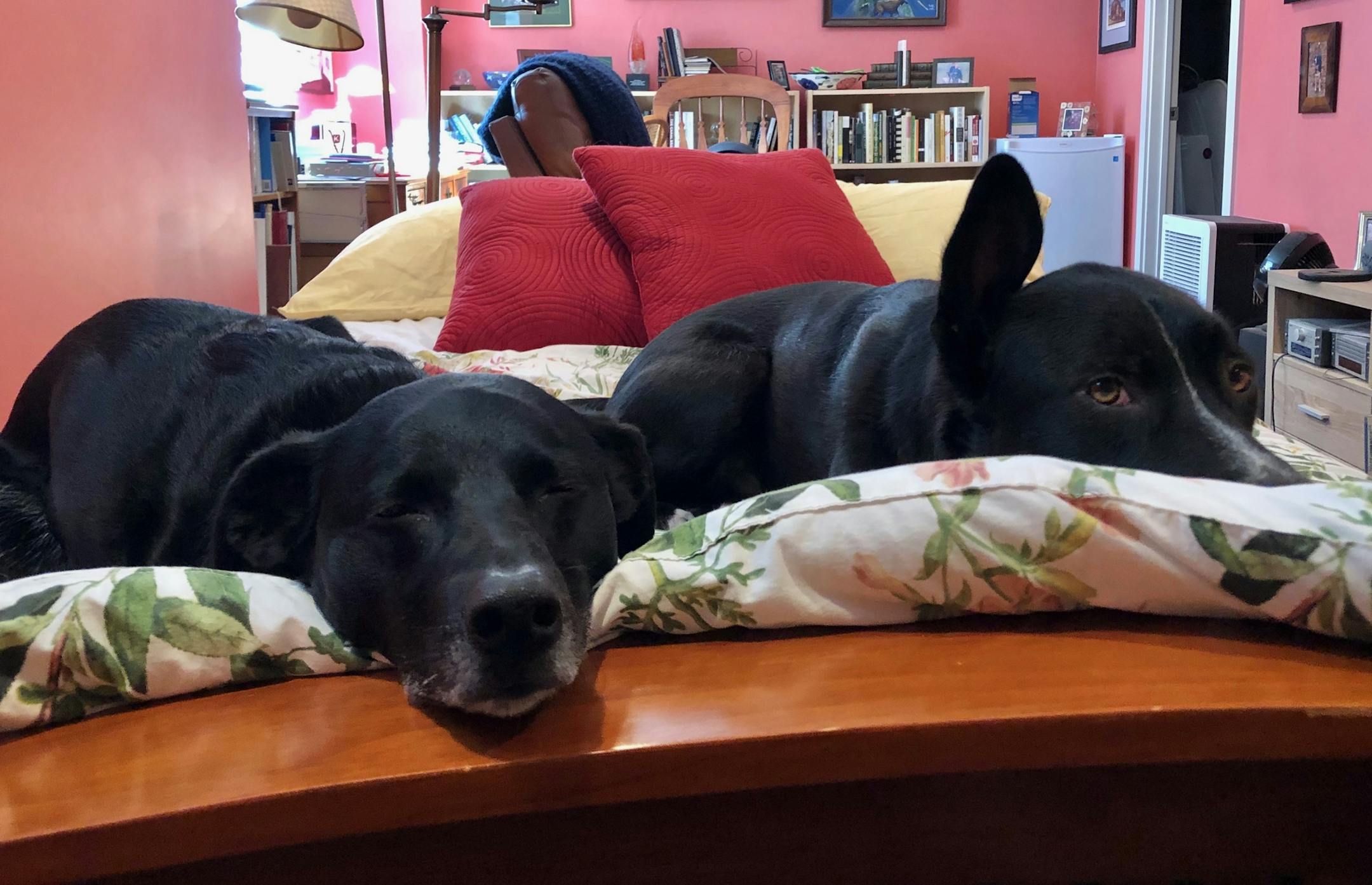 When I go down to the basement to work out on the rowing machine, Angus and Rosie are right there with me.