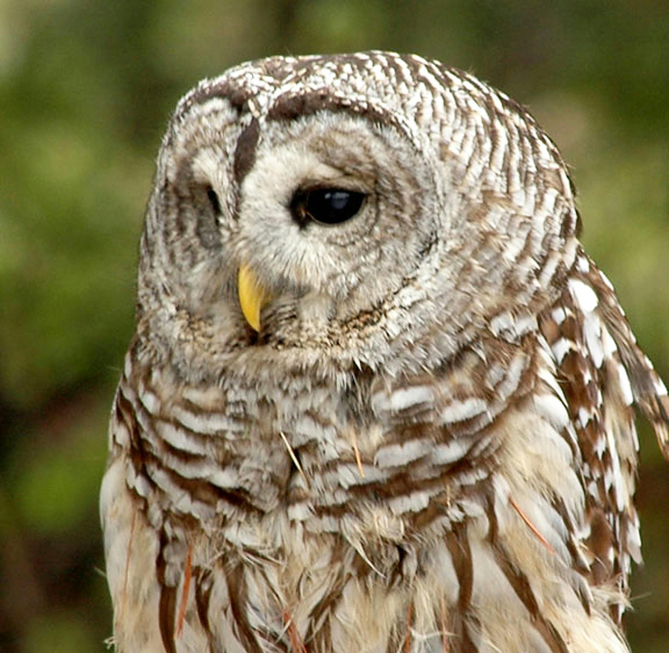 Jim Williams
Handsome, brown-eyed barred owls nest in the metro area.