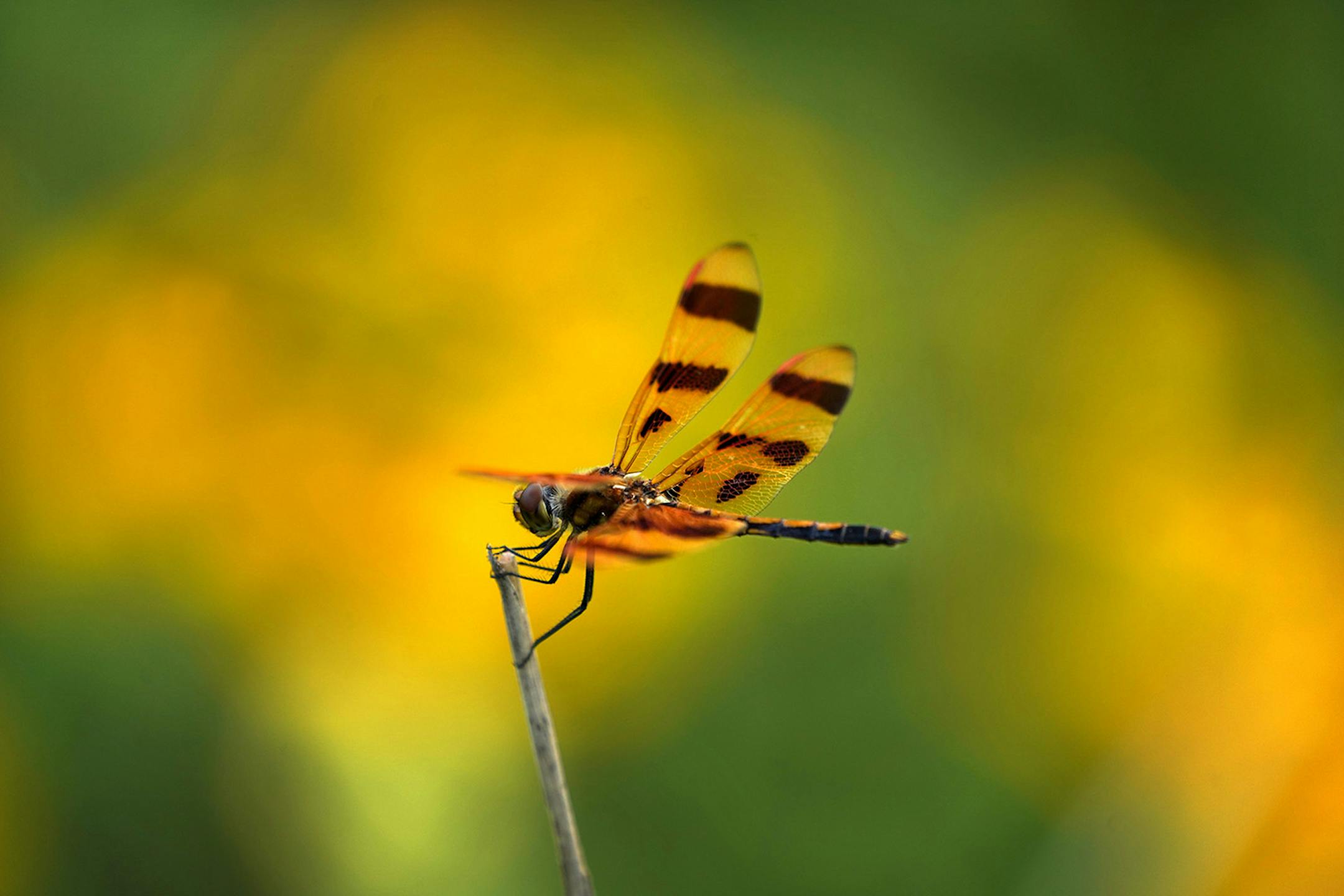 A Halloween Pennant dragonfly perches on the end of a dead stem.  Crow Hassan Regional Park is home to a remarkably diverse and thriving prairie that's been built and managed over 50 years by the Three Rivers Parks District. "This isn't a native prairie. We created this. This was a man-made prairie," said district biologist John Moriarty of the 1,200-acre complex.