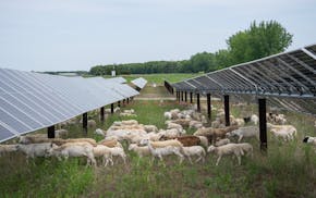 Sheep and lambs graze near the solar array at the Sherco Solar project in Becker.