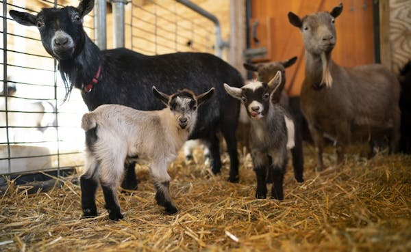 Curious Pygmy goats, including a couple of kids born about two weeks ago.