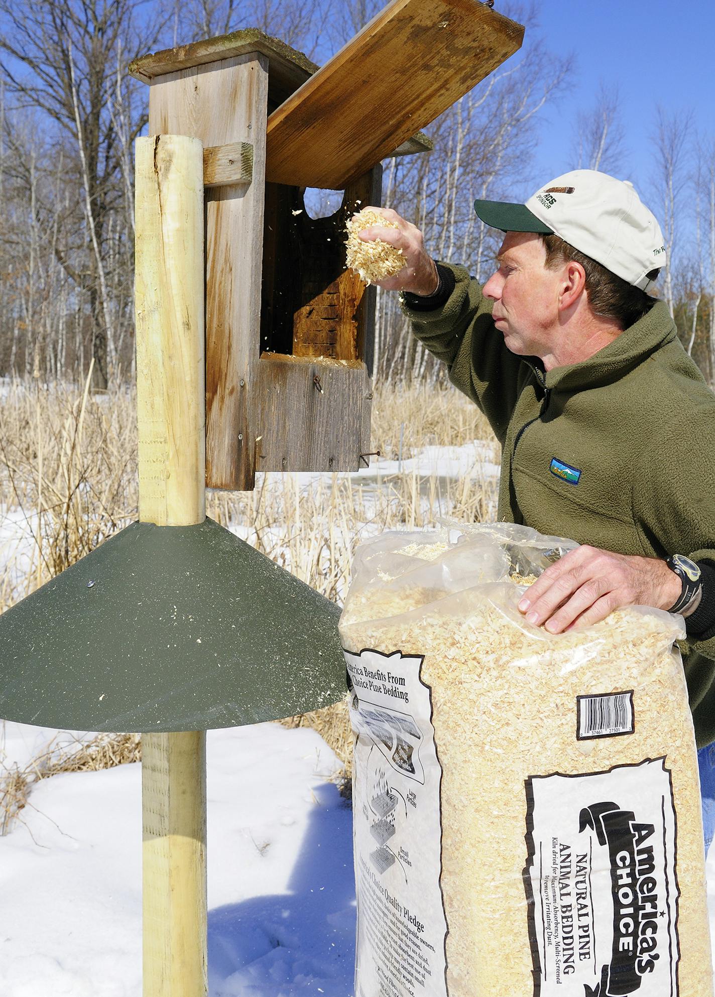 Annual spring maintenance of wood duck nesting boxes includes replacing the wood shavings to a depth of four or five inches.