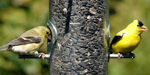 Amer Goldfinch female and male at feeder