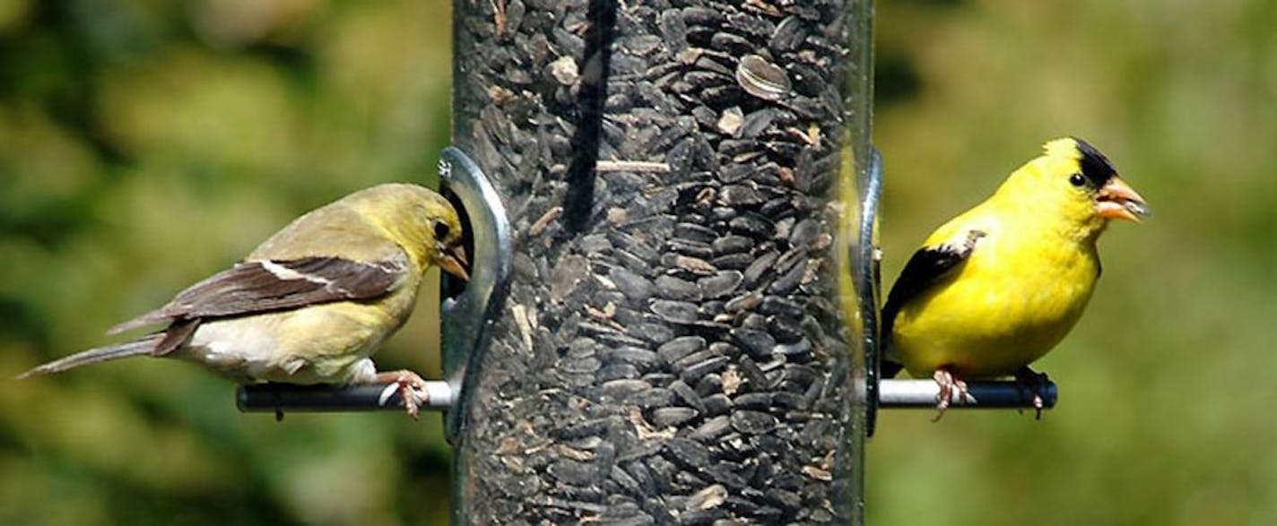 Amer Goldfinch female and male at feeder