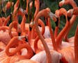 Flamingos at Zoo Miami got their annual wellness exams. Only one didn't pass and needed extra attention.