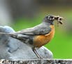 Photos by Jim Williams An adult robin has tugged an earthworm out of the ground to bring to his nestlings.
