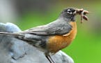 Photos by Jim Williams An adult robin has tugged an earthworm out of the ground to bring to his nestlings.