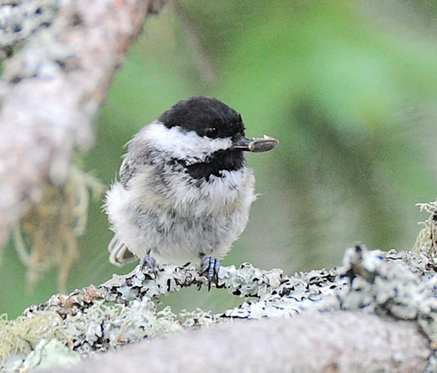 A black-capped chickadee with a seed.