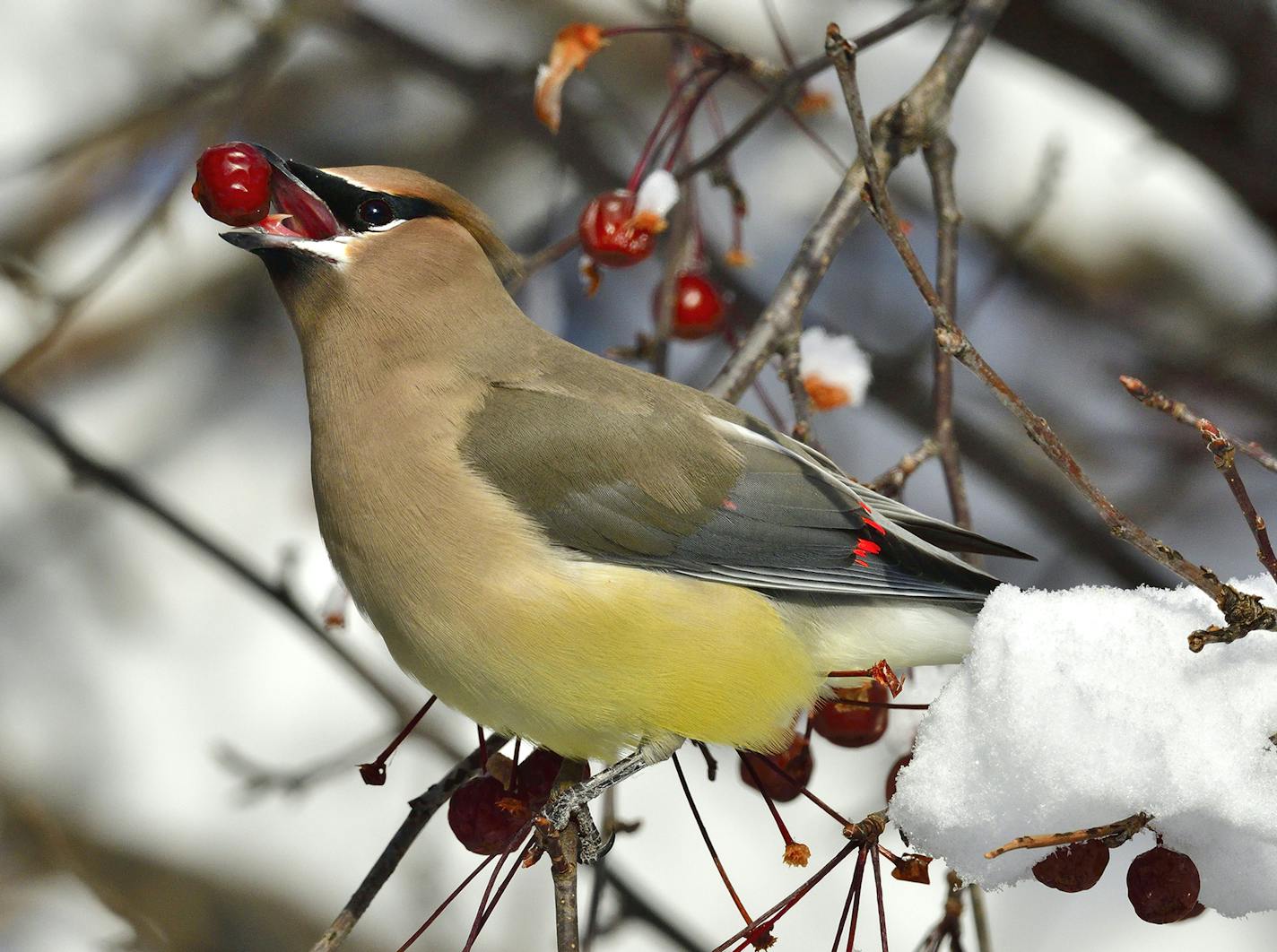 A winter inhabitant cedar waxwing has lunch planned.