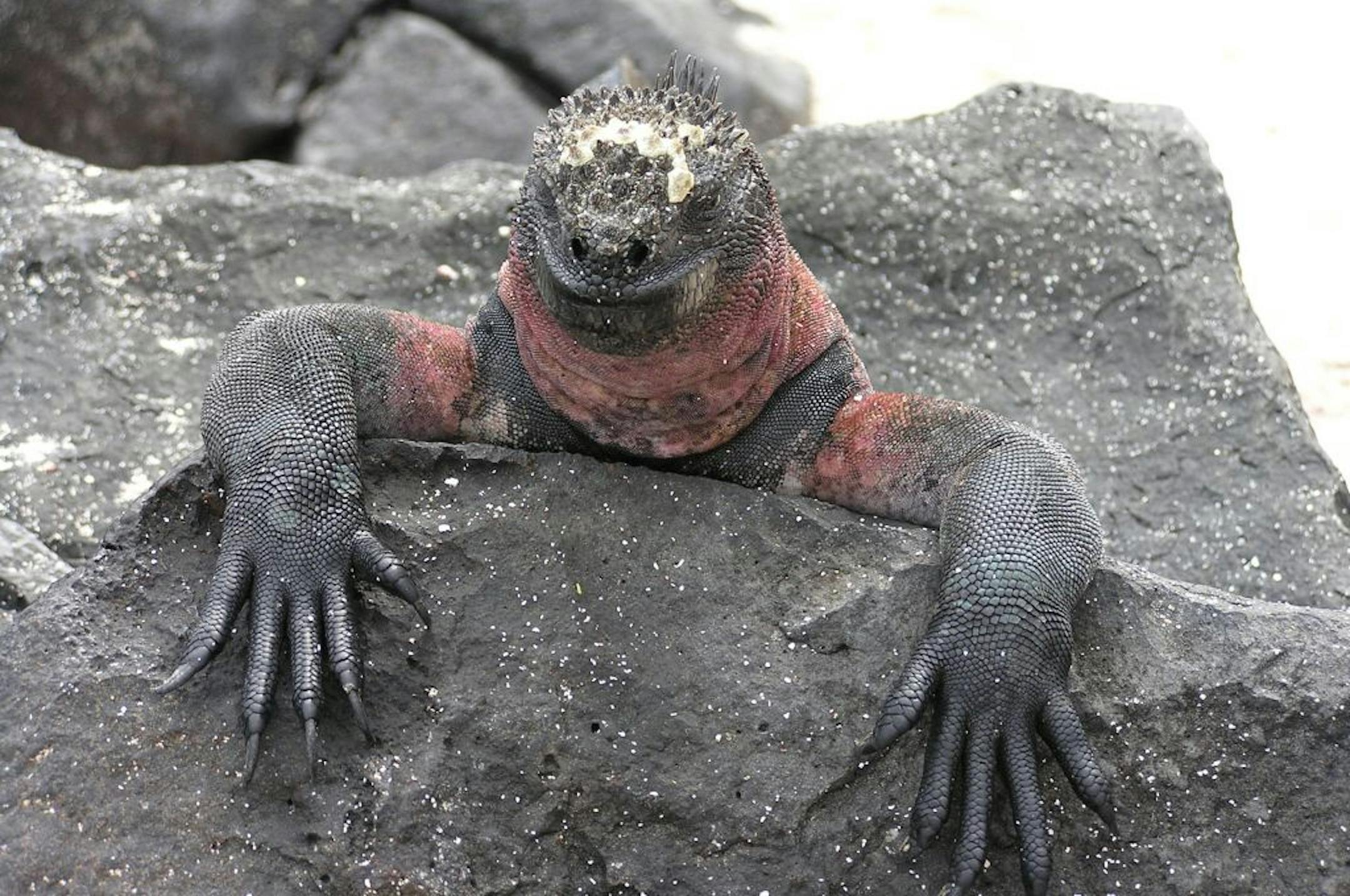 The photographer: Joan Campe of Brooklyn Park. The scene: Campe was in the Galapagos studying sustainability issues on a Fulbright-Hays Award when she snapped this photo of a marine iguana on Isla Espanola in 2005. "I was thrilled to be eye-to-eye with the amazing creatures Charles Darwin studied and classified. Because the animals of the Galapagos have no predators, they aren't afraid of humans or other animals," the recently retired teacher noted in an e-mail.