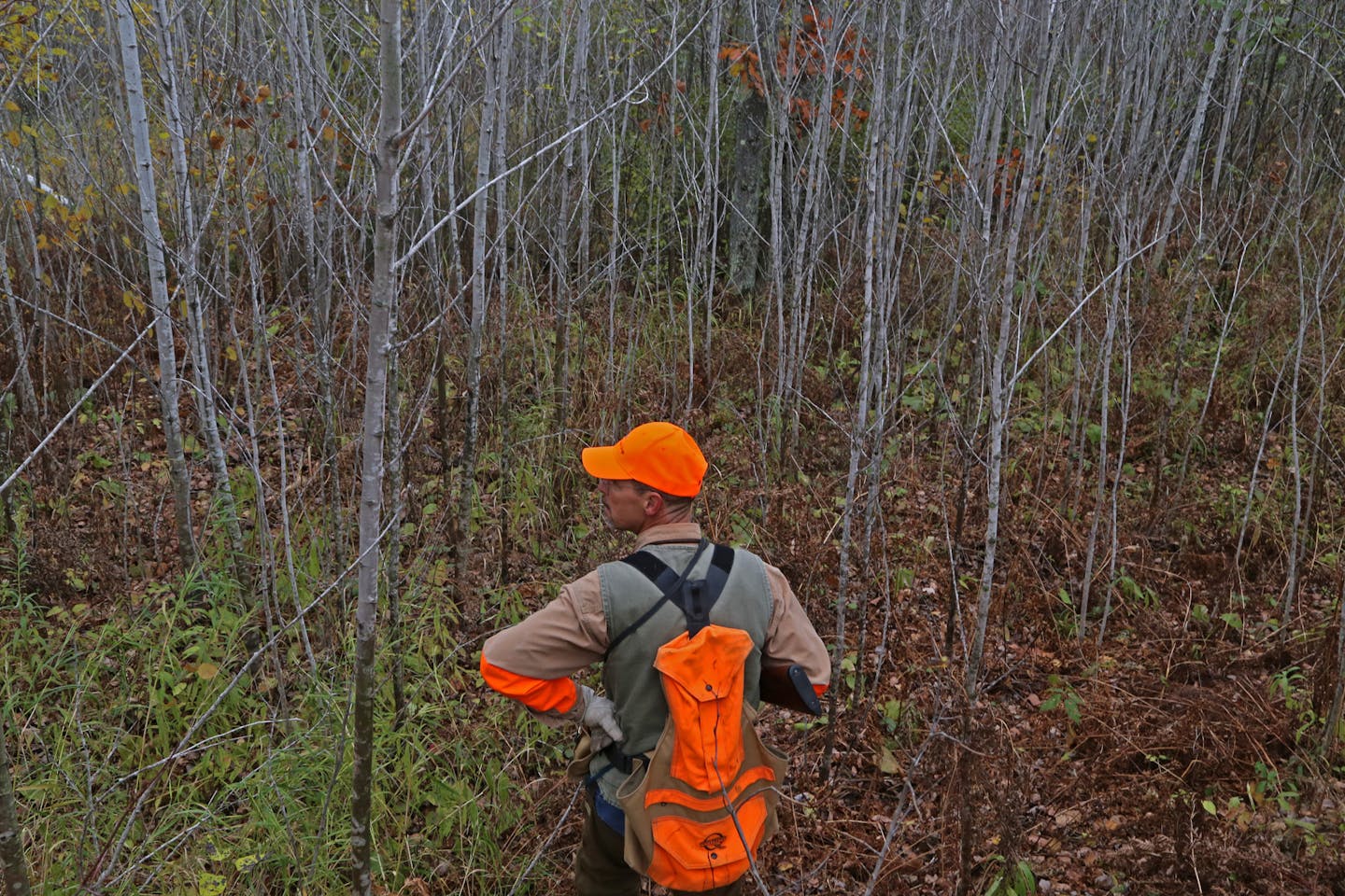 Pointing dog trainer Jerry Kolter awaits the return of his English setter while hunting grouse and woodcock in Pine County.