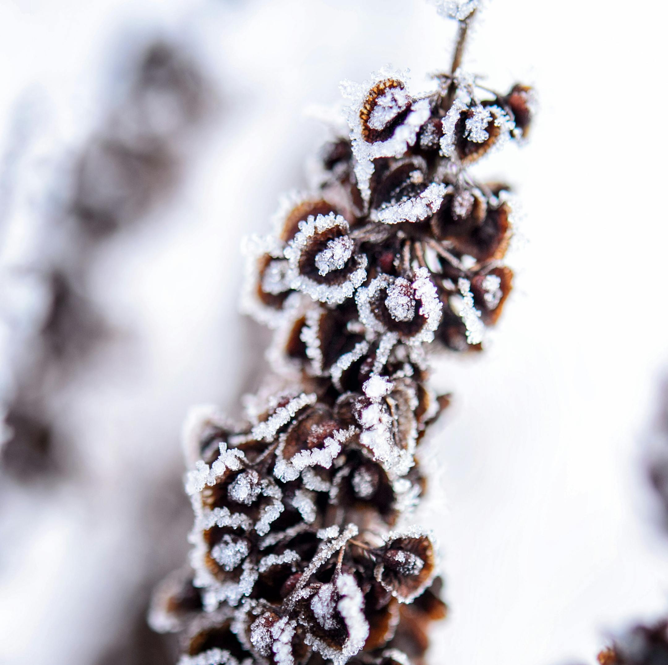 Dead weeds in an Apple Valley field provided the perfect canvas for mother nature to create frozen magic Monday morning, turning frozen fog into hoar frost. ] GLEN STUBBE * gstubbe@startribune.com Monday, February 1, 2016