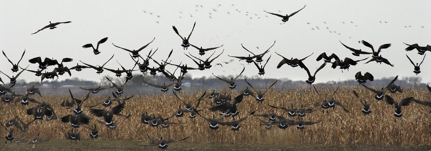 JOEY MCLEISTER &#xa5; jmcleister@startribune.com Lac qui Parle,Mn.,Fri.,Oct. 27, 2006--Geese fly at Lac qui Parle Wildlife Management Area where wildlife management practices have increased the population from 150 in 1958 to as many as 150,000. GENERAL INFORMATION: Controlled goose hunt at Lac qui Parle Wildlife Management Area.