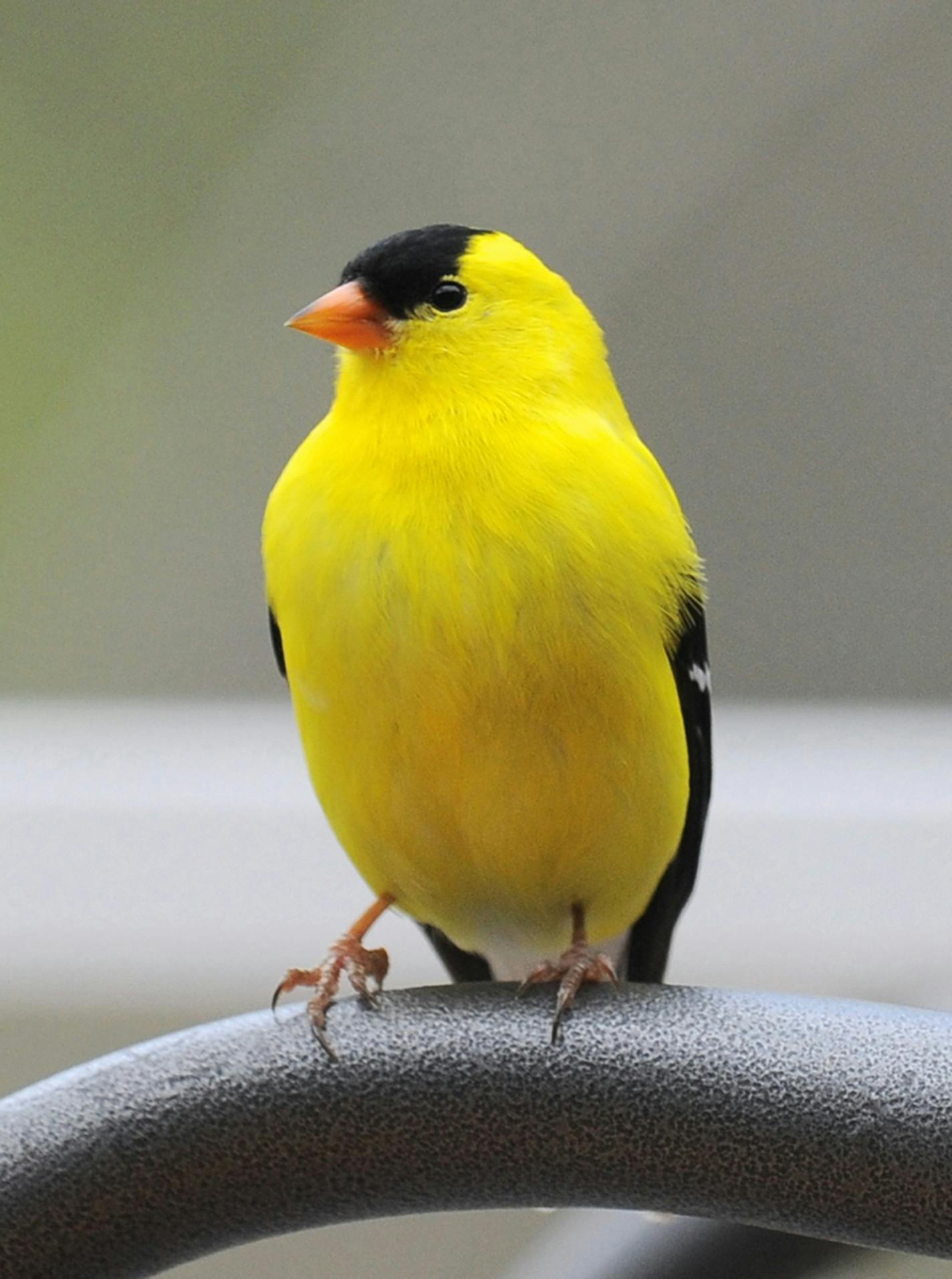 A male American goldfinch perches on a curved metal object.