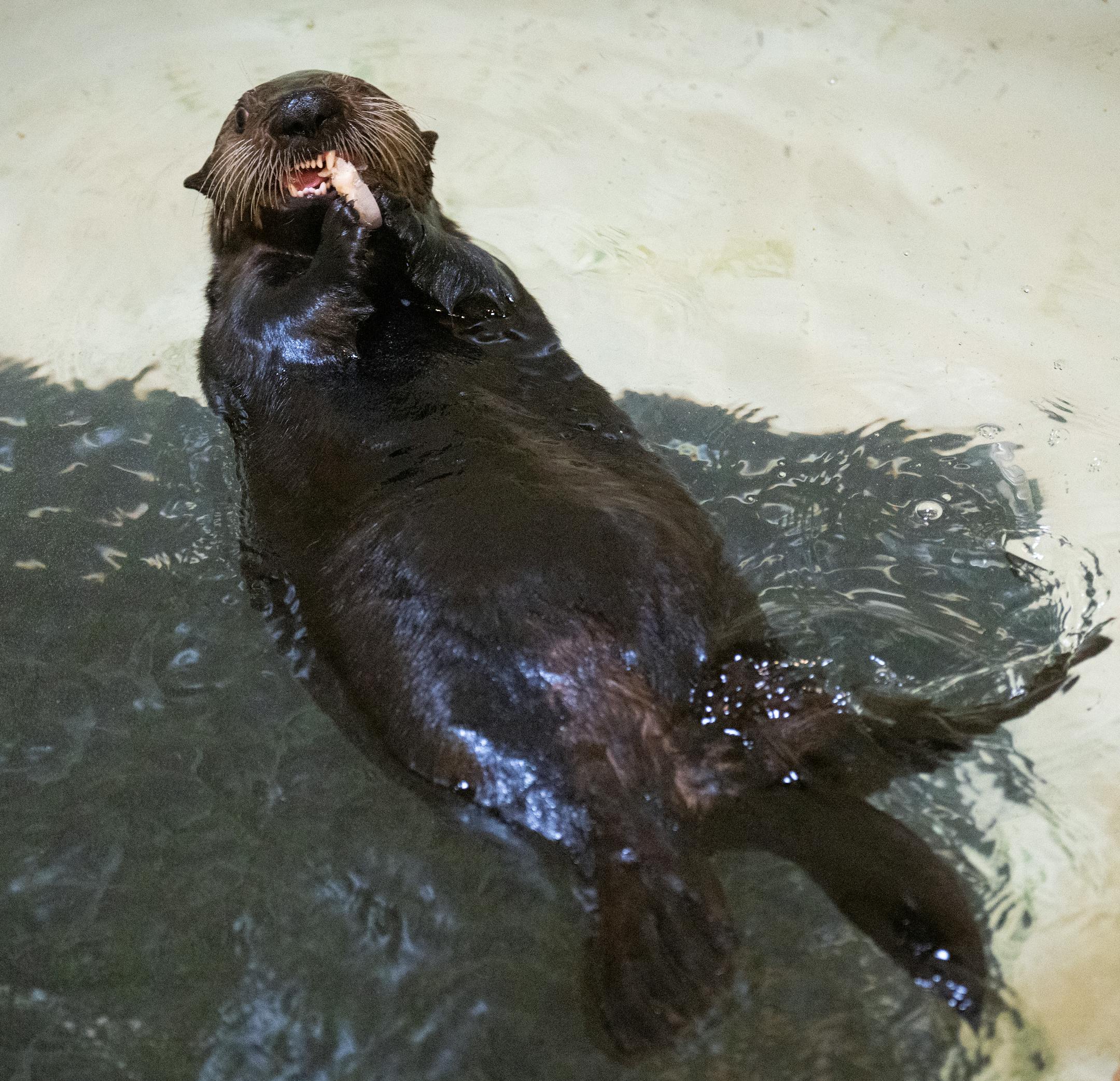 Denali enjoys an ice cube while swimming in her tank at the Minnesota Zoo in Apple Valley, Minn., on Wednesday, Oct. 25, 2023.