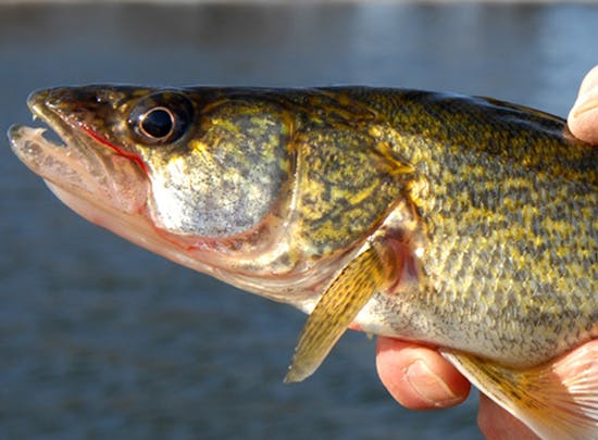 Sale of contraband walleyes from Red Lake, Leech Lake persists