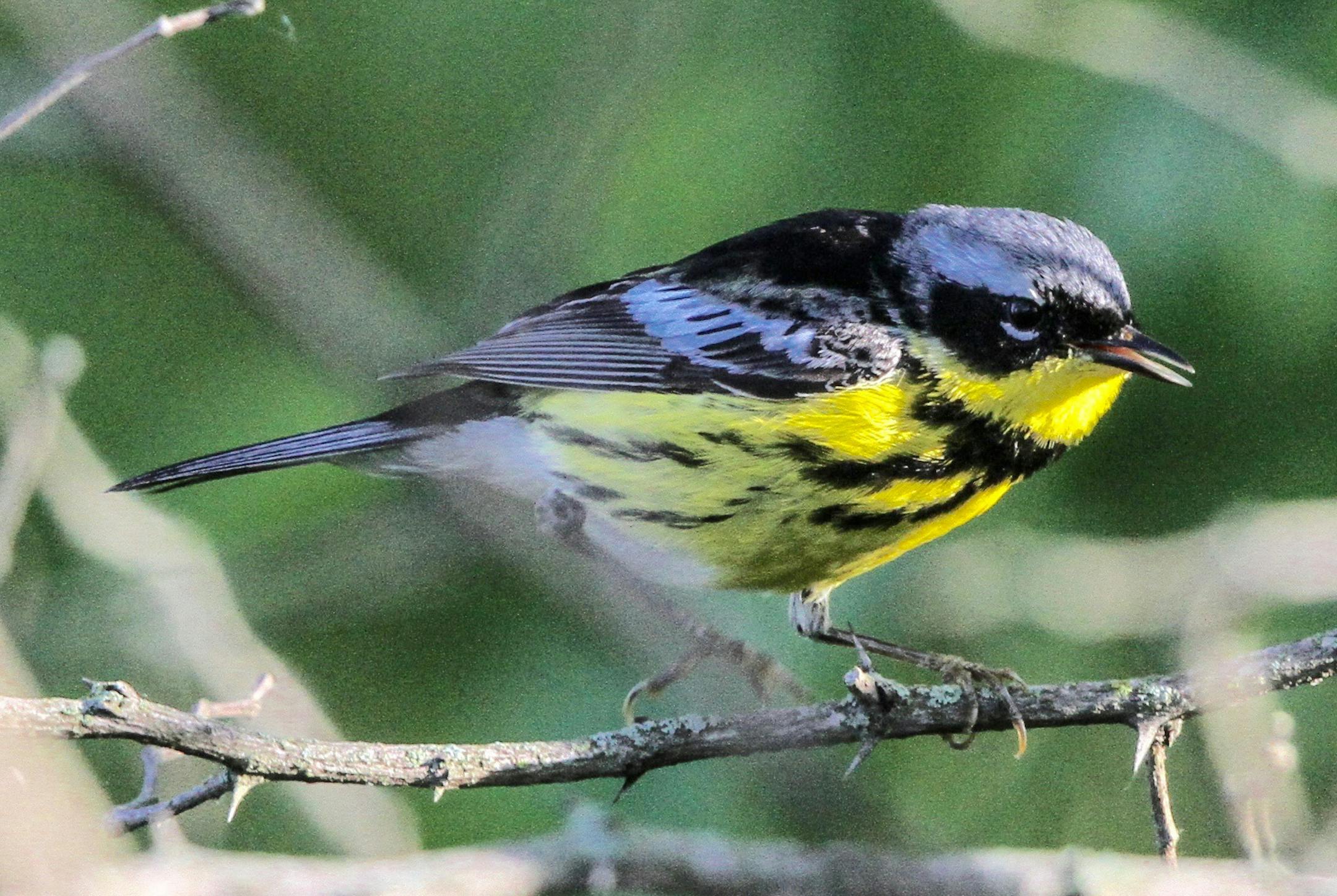 Magnolia warbler
Don Severson ONE TIME USE
