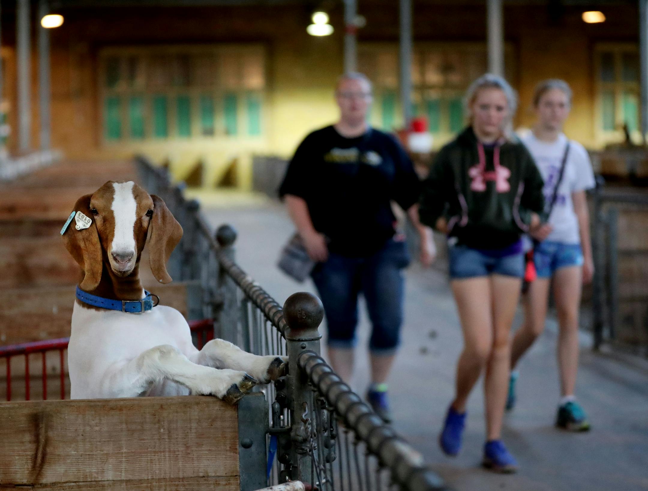 An inquisitive goat arrived at the State Fair on Wednesday, looking ready for excitement — along with proud 4-H’ers.