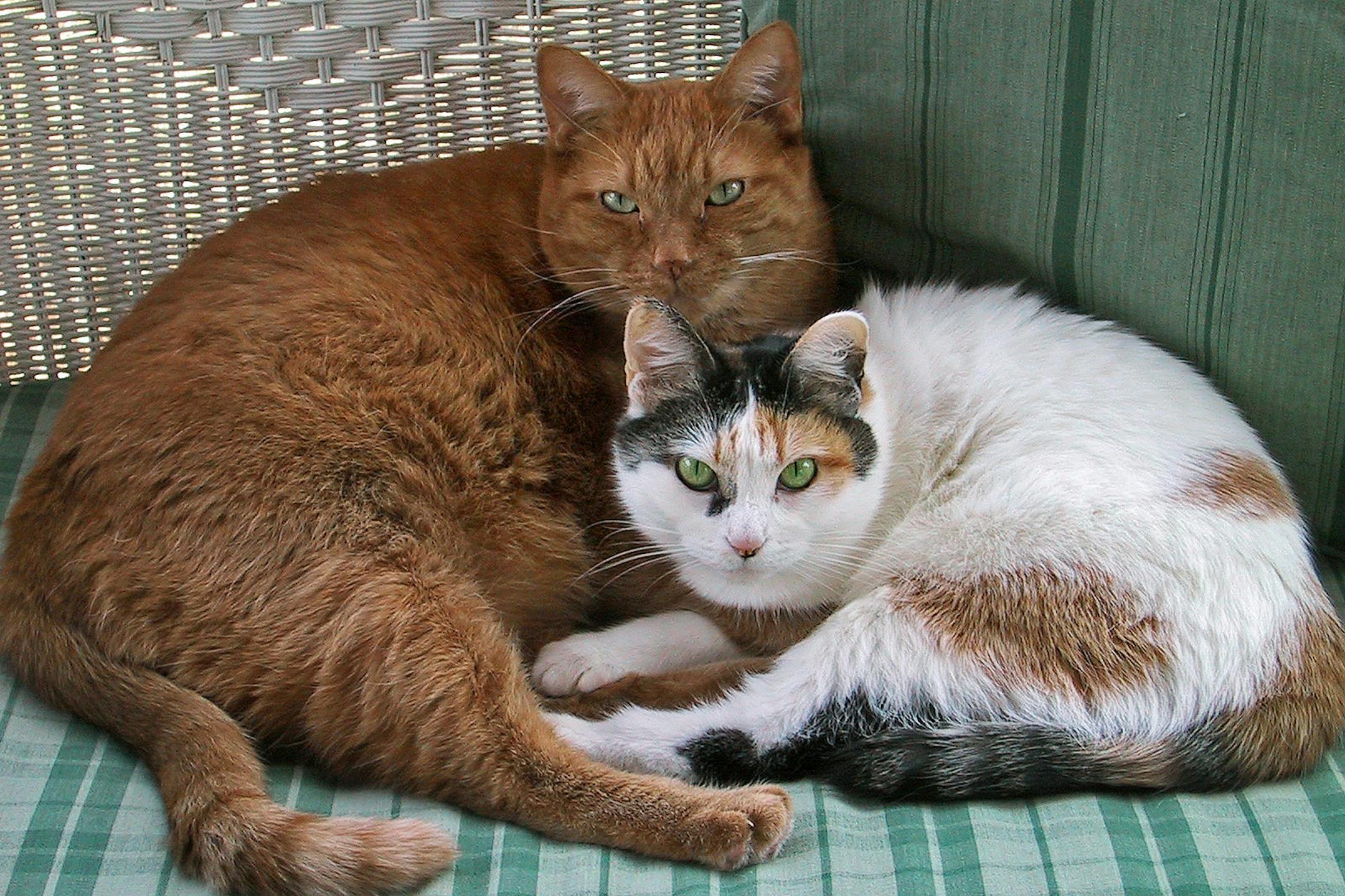 A new study suggests cat owners are less likely to die of a heart attack.