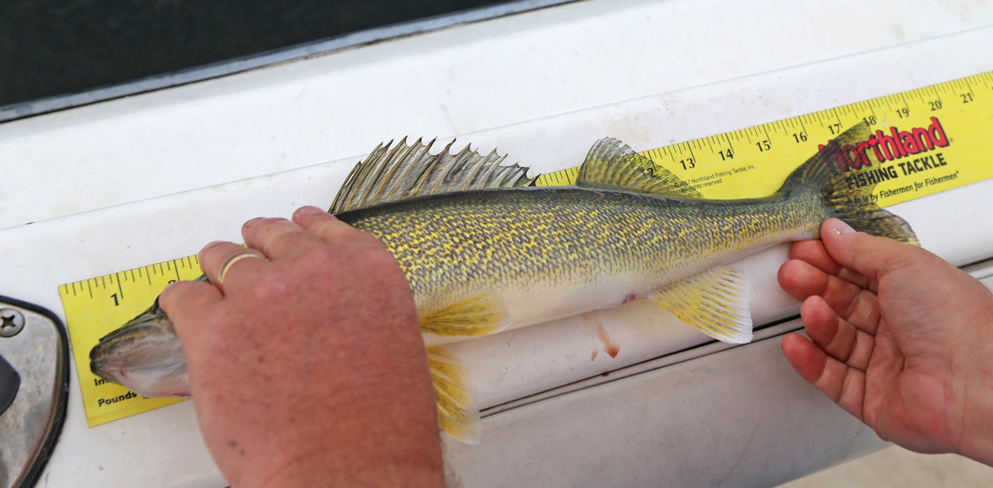 Measuring about 18 inches, Mille Lacs walleyes in the 2013 year class about perfect eating size &#xf3; if they didn't hace to be released into the lake. No walleyes can be kept by sport anglers from the lake again this summer.