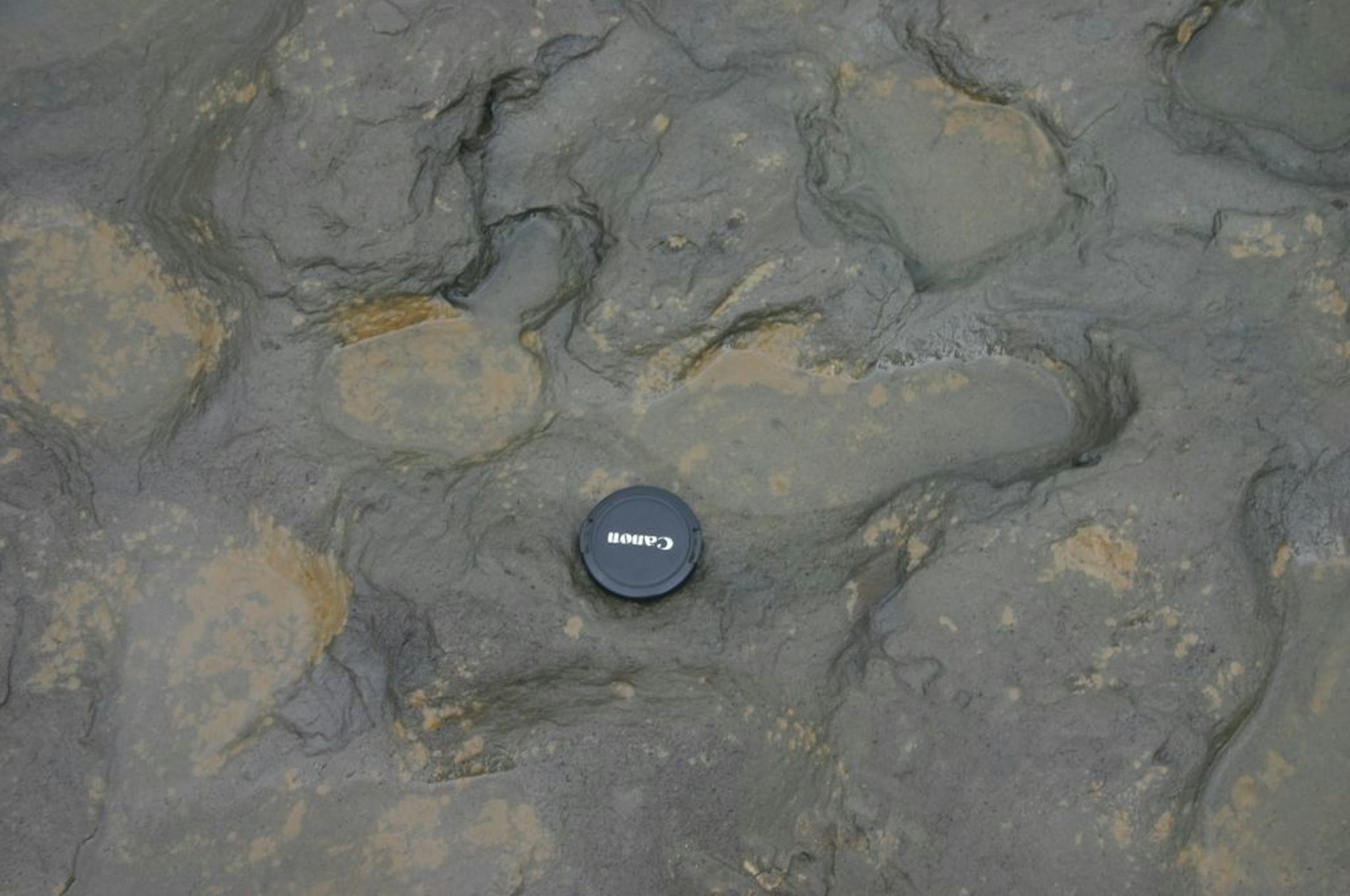 Undated handout photo issued by the British Museum Friday Feb. 7, 2014 of some of the human footprints, thought to be more than 800,000 years old, found in silt on the beach at Happisburgh on the Norfolk coast of England, with a camera lens cap laid beside them to indicate scale.
