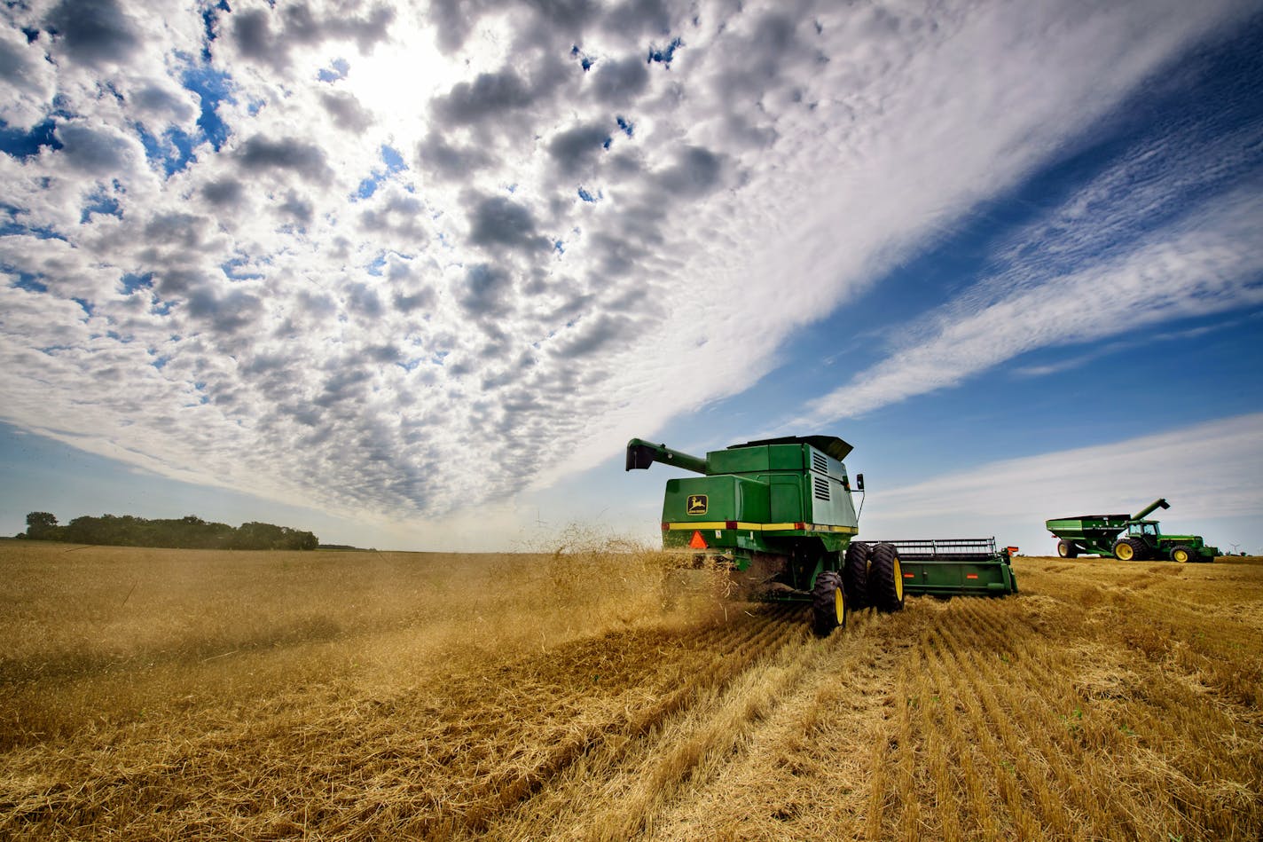 Jack Weber drove his wheat combine on his field. The wheat doesn't bring much cash but it does improve the health of his soil. ] GLEN STUBBE &#x2022; glen.stubbe@startribune.com Wednesday, August 23, 2017 Trip to western Minnesota with Glen Stubbe to interview, photograph and film the harvesting of wheat at Jack Weber's farm. Wheat doesn't make him money but it does improve the health of his soil. This crop rotation is one of several steps Weber uses to make the land better and is in line with w