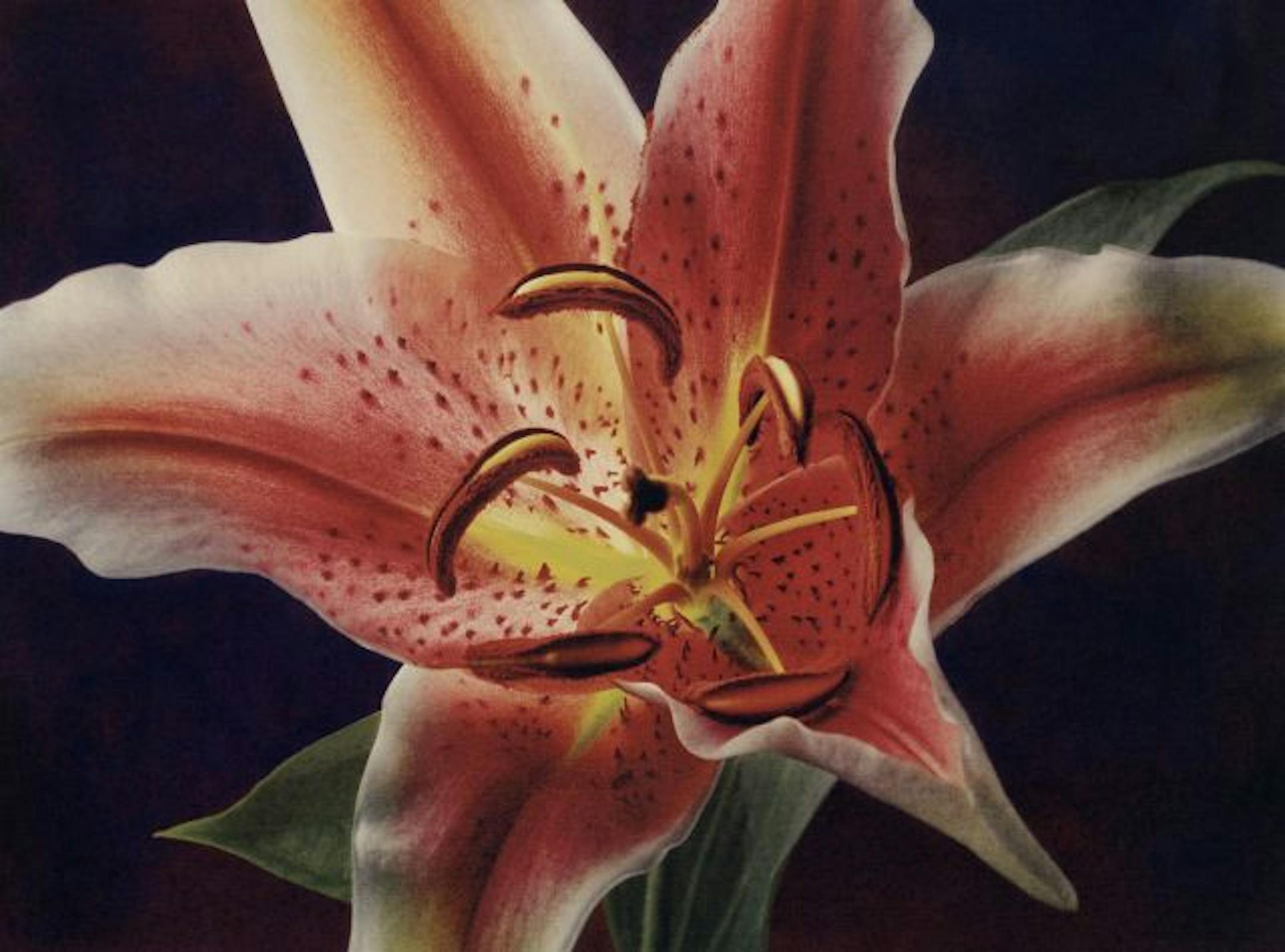 "Stargazer Lily," by Minneapolis photographer Cy DeCosse.