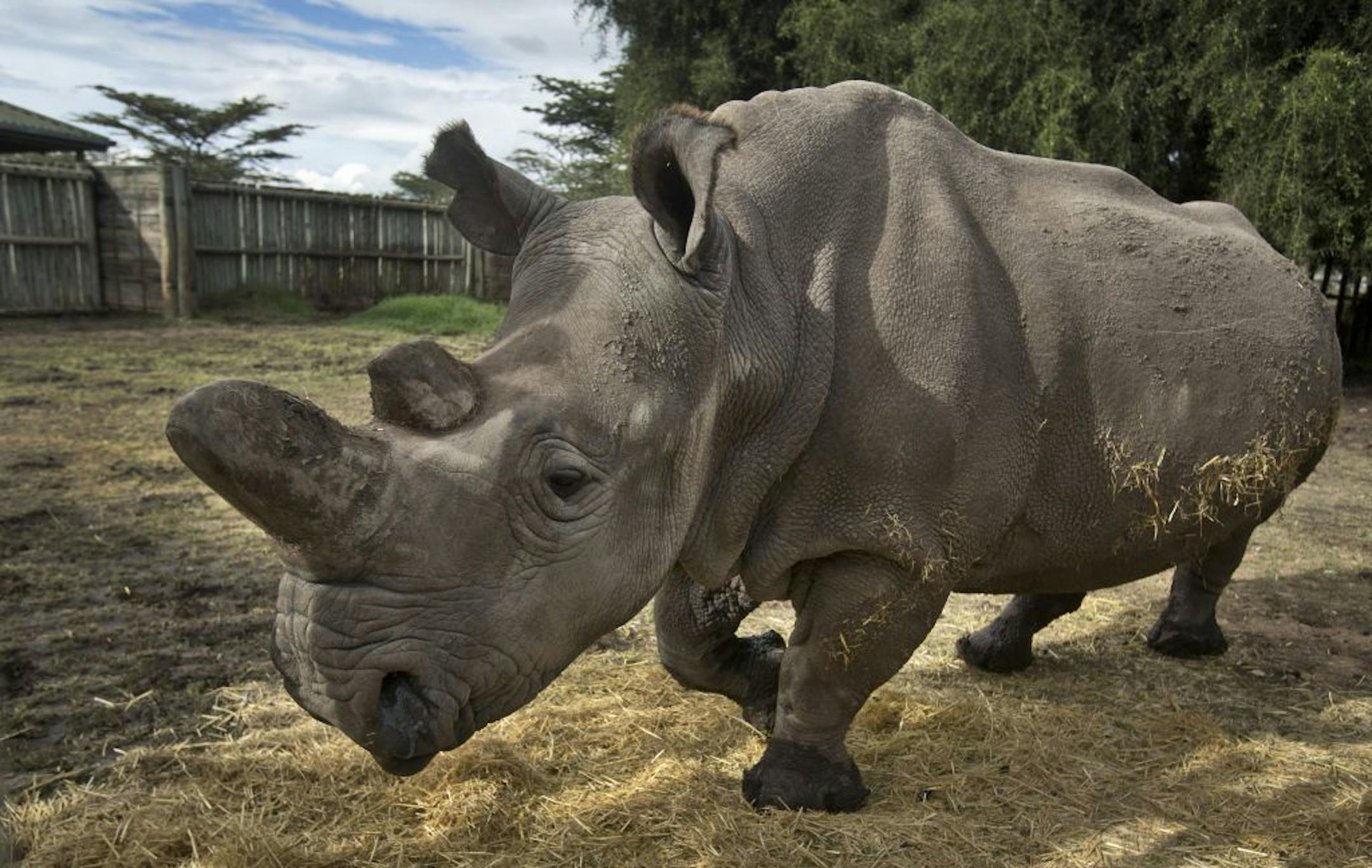 In this photo taken Monday, Dec. 1, 2014, female northern white rhino Najin walks in her pen where she is being kept for observation at the Ol Pejeta Conservancy in Kenya. The keepers of three of the last six northern white rhinos on Earth said Wednesday, Dec. 10, 2014 that it is highly unlikely the three will ever reproduce naturally, with recent medical examinations of them showing the species is doomed to extinction, unless science can help.