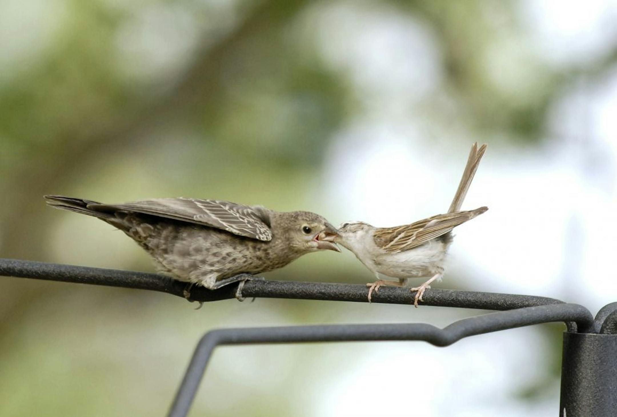 Chipping sparrow feeds a cowbird