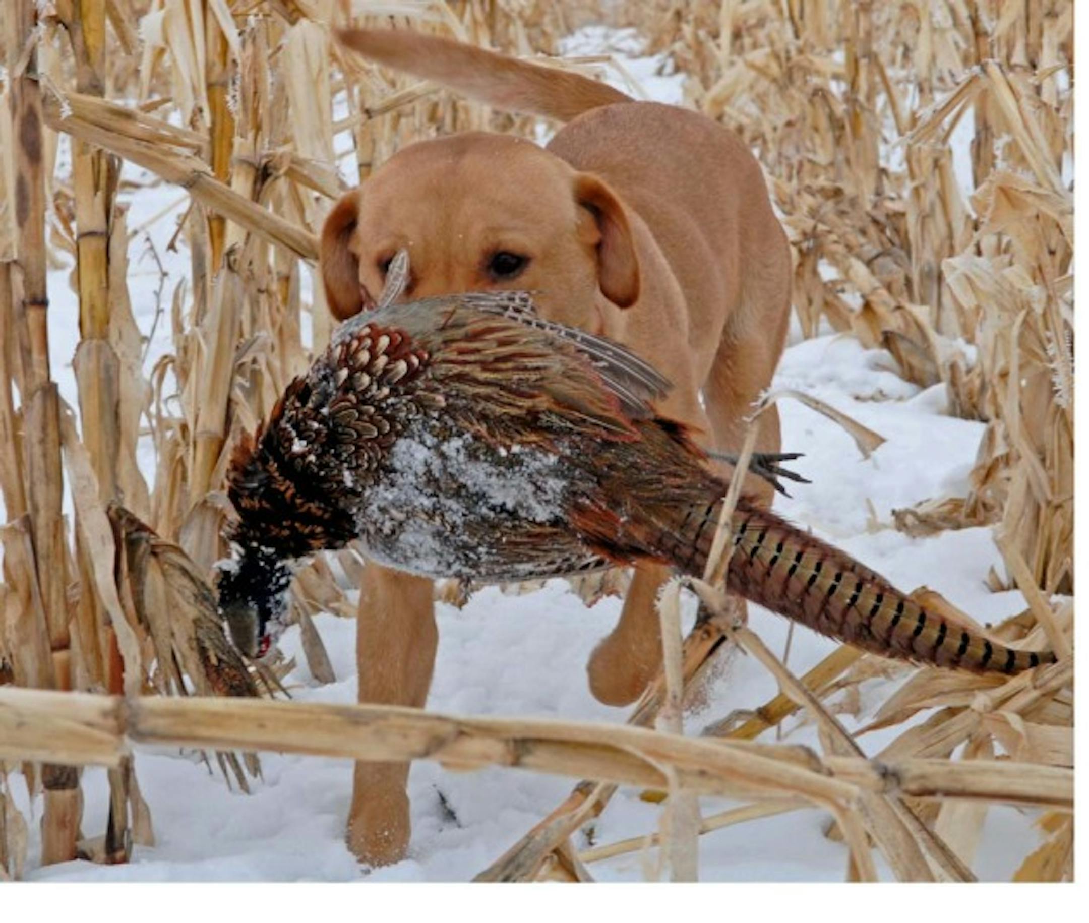 Standing food plots like this unpicked corn help shelter South Dakota pheasants from the potentially lethal effects of a long winter, while also providing high-energy sustenance.