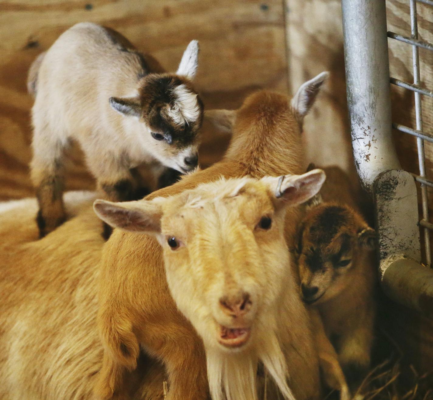 A mother of triplet goats chews her lunch while being walked all over by her kids.