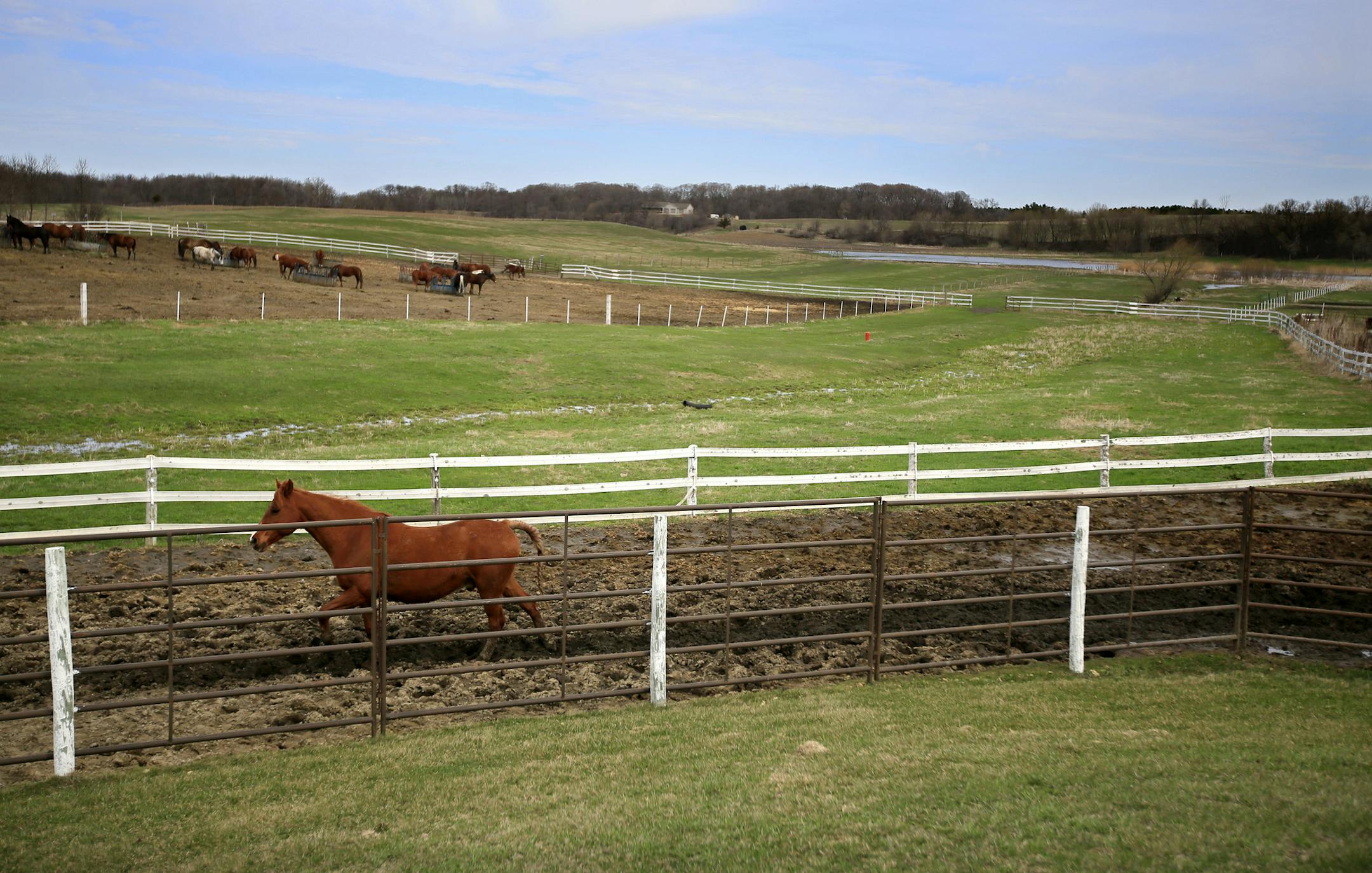 Larry MESSERLI (not Nesserly) points out the steps they've taken at the Shriner horse farm to reduce manure runoff into Lake Rebecca including a green buffer strip between pastures along a small creek. A decade ago Lake Rebecca was so polluted with algae that fish died each July and Three Rivers Park District curtained off the public swimming area to keep the slime at bay. Now the west metro lake is well on the way to a remarkable comeback, thanks to several improvements and an infusion of money