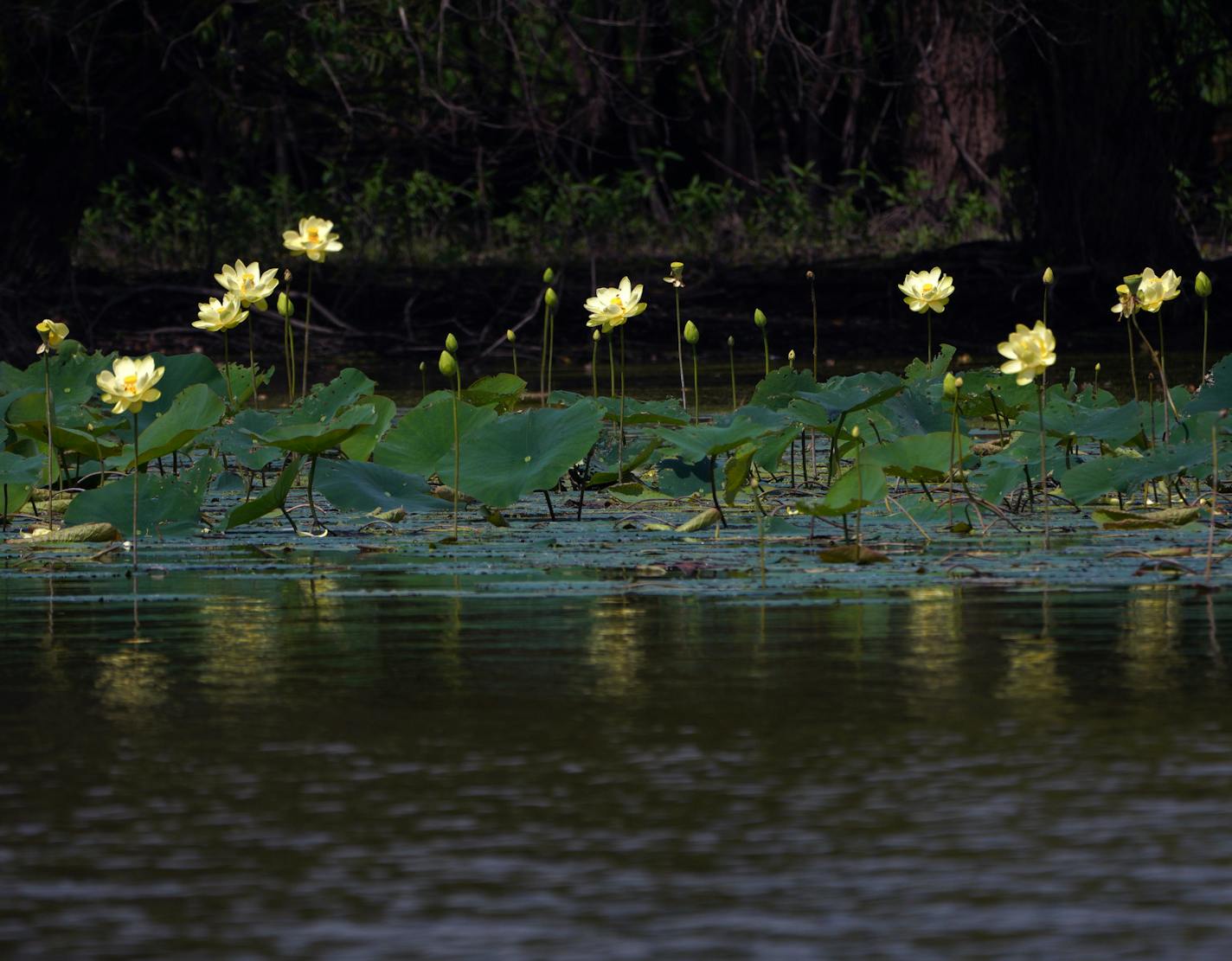 Yellow Lotus Flowers bloom along the shore of Pigs Eye Lake. It's one of the largest public green spaces in St. Paul you've probably never heard of or visited. Pigs Eye Lake, a backwater of the Mississippi, and the 500+ acre adjacent park will now get a multimillion-dollar rehab thanks to city, county and federal dollars. The first work to be done: $12 million to build a series of islands to improve water habitat. ]
brian.peterson@startribune.com
St. Paul, MN
Friday, August 16, 2019