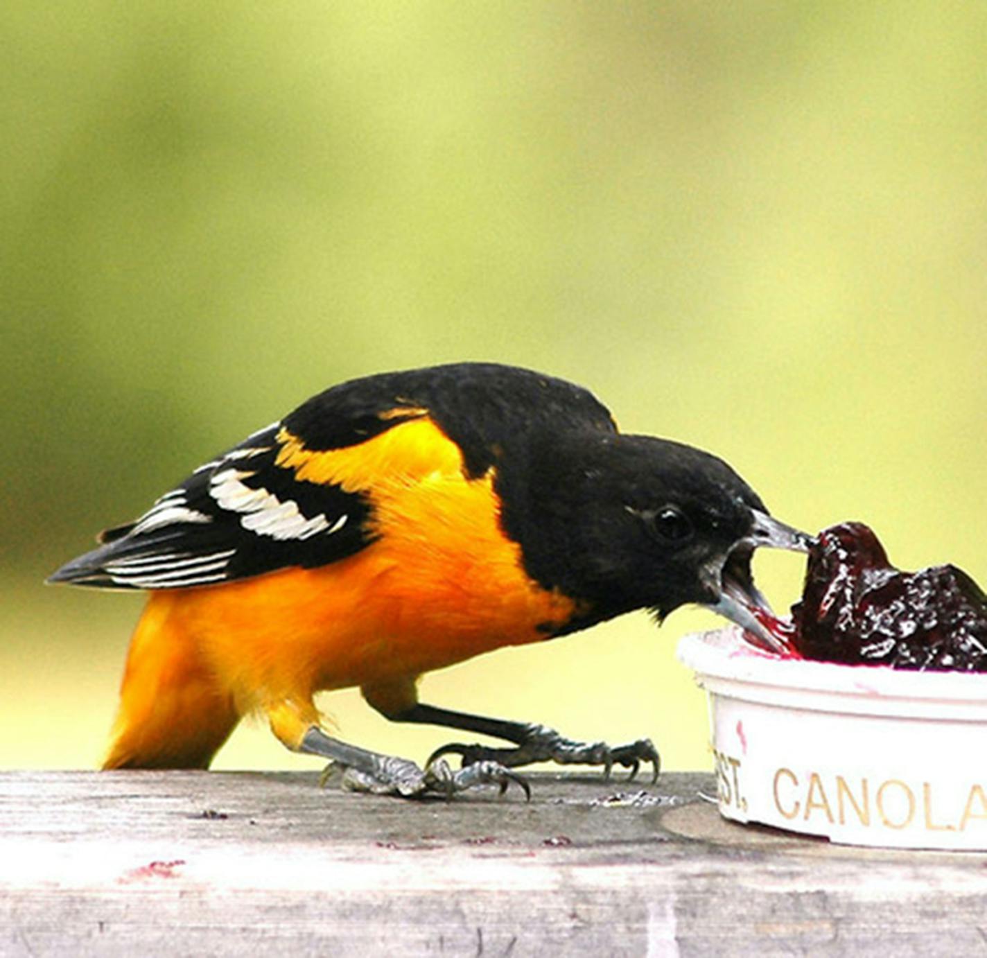 Orioles and many other birds enjoy grape jelly.Photo by Jim Williams