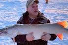 Mark Kottke of Cologne with the monster muskie he caught on Mille Lacs Feb. 22. Eight days earlier he caught a giant northern on the same area of Mill