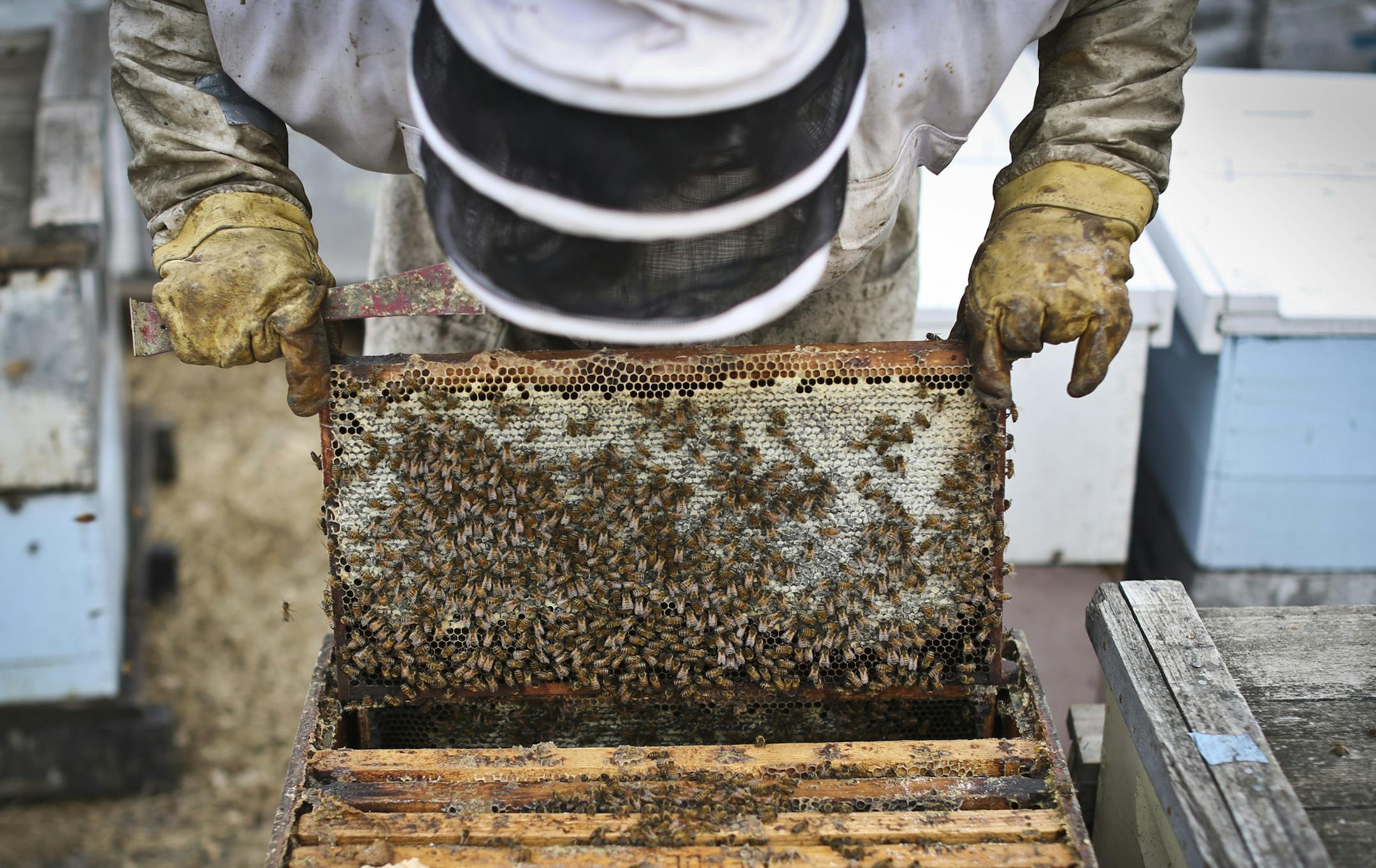 Bee Keeper Samantha Jones, who works for Steve Ellis, picked up a healthy hive in Barrett, Minn., on Monday, October 15, 2012. Ellis believes farming pesticides used in the area have been damaging several of his hives. ] (RENEE JONES SCHNEIDER &#x2022; reneejones@startribune.com)