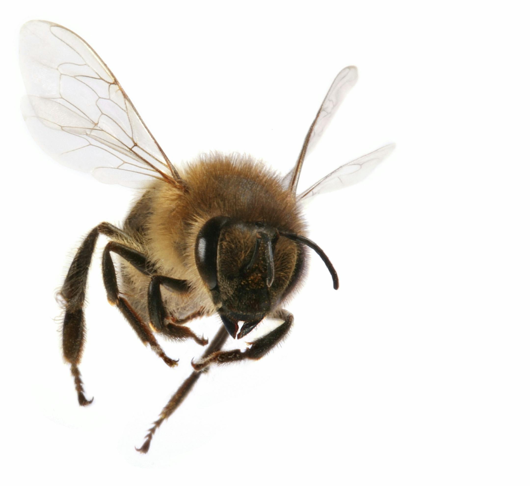 istockphoto.com; a flying bee