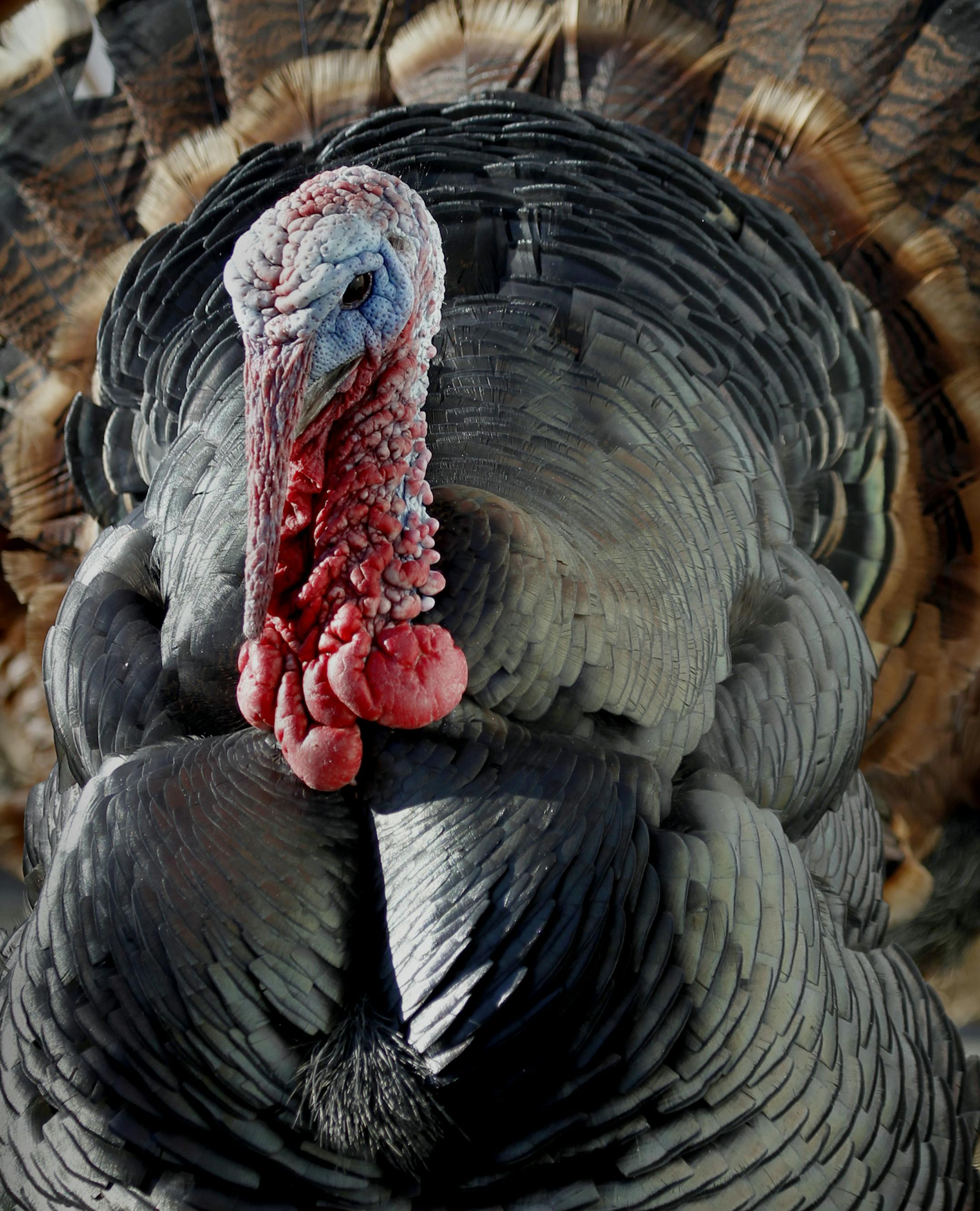 The Heritage Turkey from the, Blue Gentian farm, near New Richmond Wisconson. [ TOM WALLACE ï twallace@startribune.com _ Assignment _#20020426A__November 3, 2011 _ SLUG: turkey1110_ EXTRA INFORMATION: Name CQ by internet, CONTACT INFORMATION. Blue Gentian Farm Renee & Darryle Powers 1990 Highway 46. New Richmond, WI 54017 715-781-8169 info@bluegentianfarm. com ORG XMIT: MIN2015041716043343
