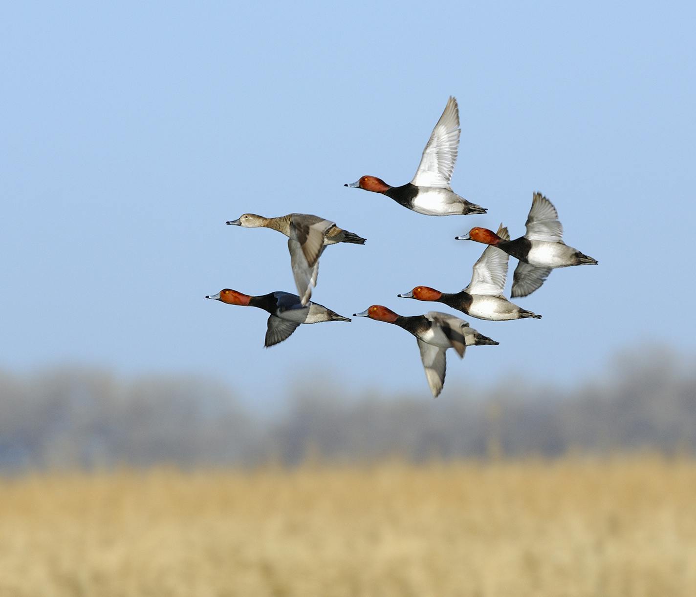 00317-014.11 Redhead Duck flock in flight low over marsh. Fly, action, hunt, waterfowl, wetland, diver.