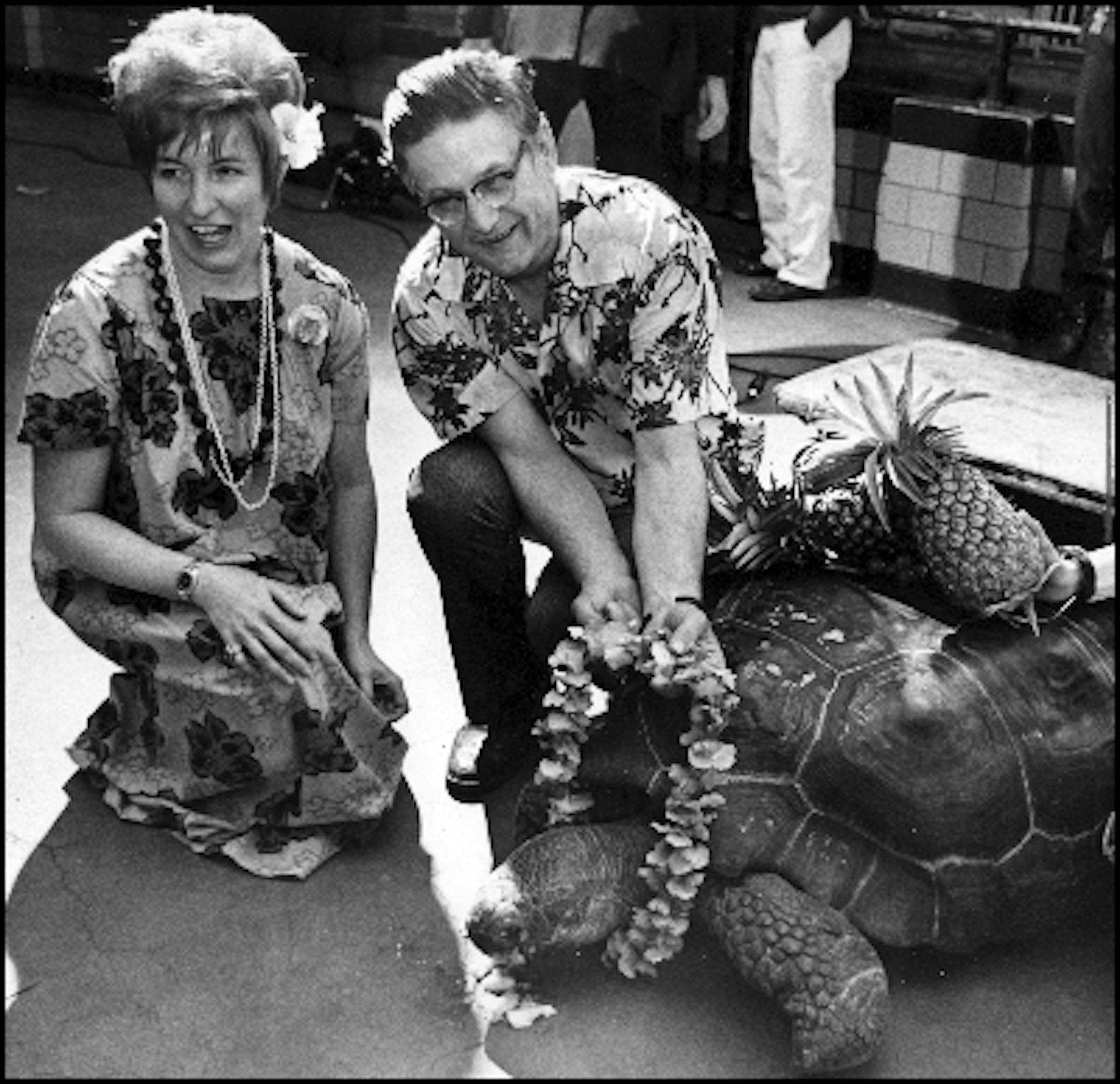 Dec. 5, 1974: Toby, a 42-year-old Galapagos tortoise, was decked out in a Hawaiian lei and a race of pineapples Tuesday at a Como Zoo aloha party celebrating his coming departure for Honolulu. Toby will be on a permanent breeding loan to the Honolulu Zoo, where it is hoped that he will father some more Galapagos tortoises to bolster the endangered species. With Toby were Sandy Blomquist, a member of the Como Zoological Society, and Zoo Director John Fletcher.