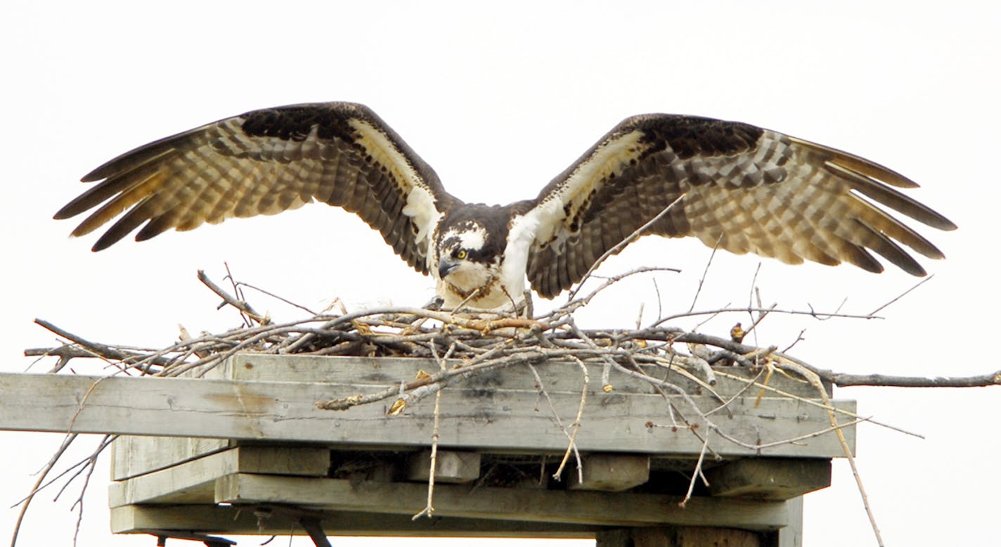 A female osprey (note the &#x201a;&#xc4;&#xfa;necklace) prepares her stick nest on a nesting platform. credit: Jim Williams