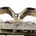 A female osprey (note the &#x201a;&#xc4;&#xfa;necklace) prepares her stick nest on a nesting platform. credit: Jim Williams